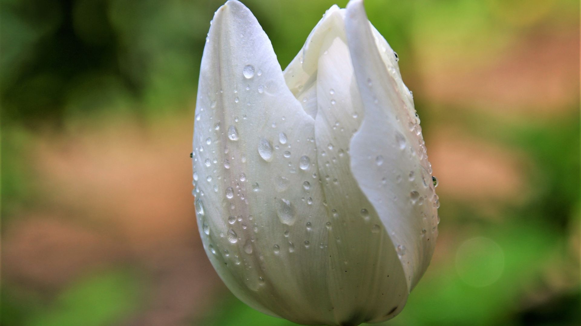 Wallpaper White flower, bud of tulip, water drops