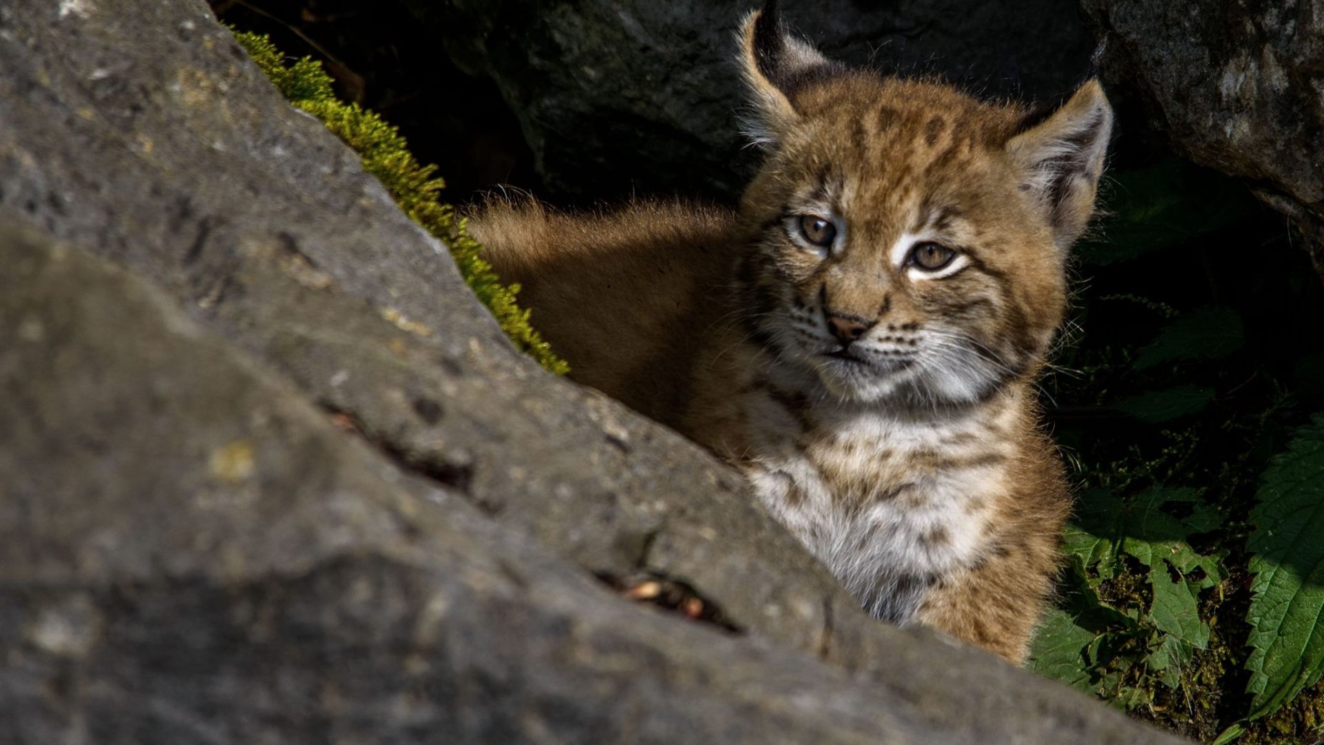 Wallpaper Young, wild cat, Lynx, animal
