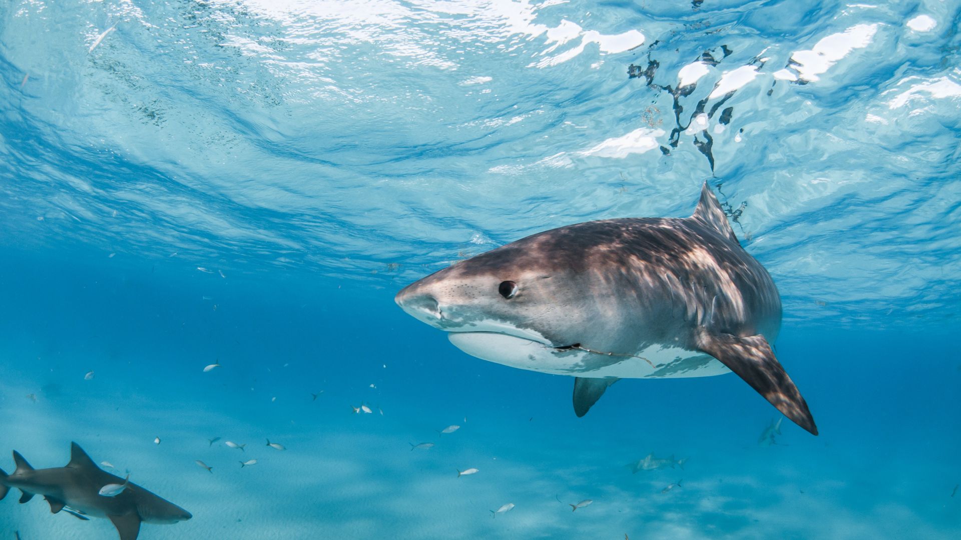 Wallpaper Shark, predator, underwater