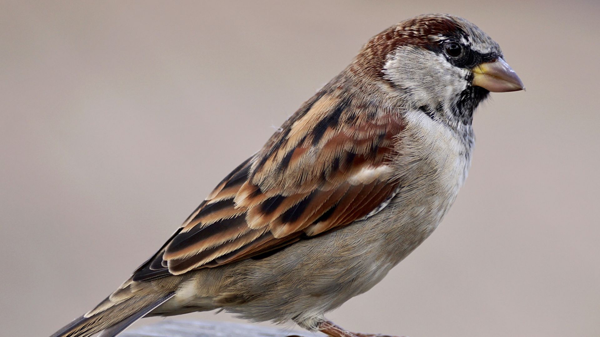 Wallpaper Sparrow, bird, close up, 4k
