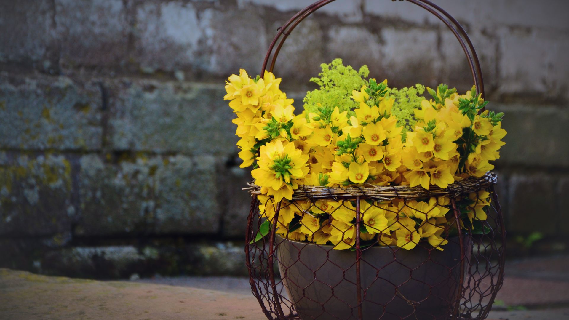 Wallpaper Yellow flowers, gift, basket