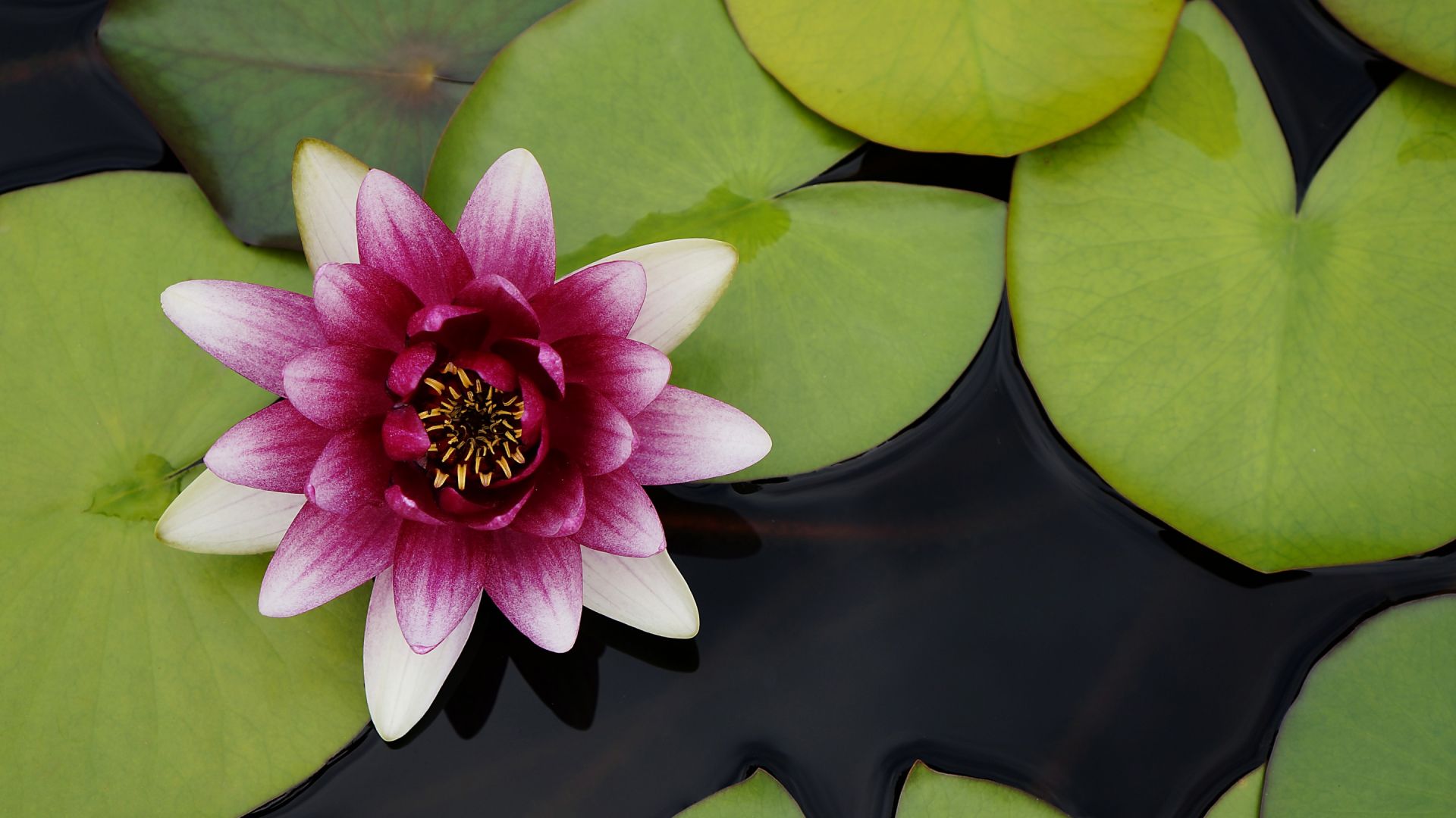 Wallpaper Beautiful water lotus flower