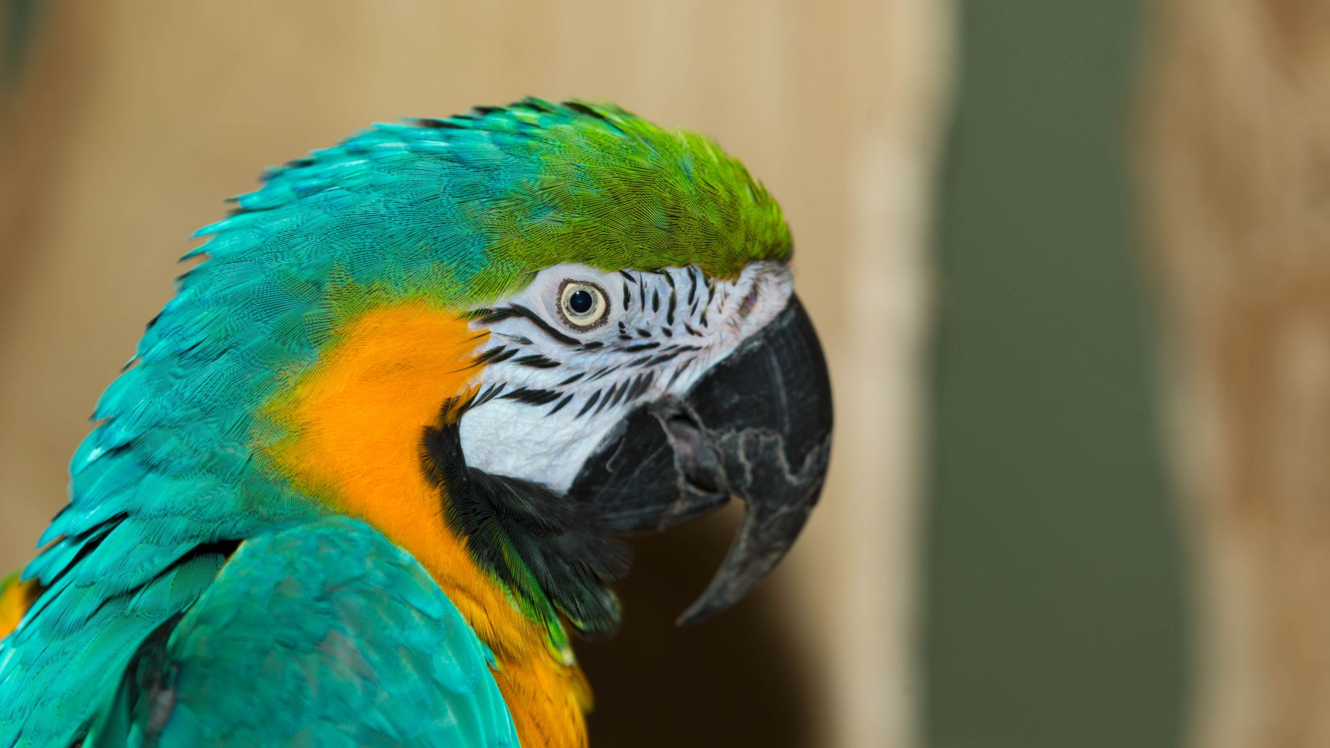 Wallpaper Macaw, beak, parrot, bird, muzzle