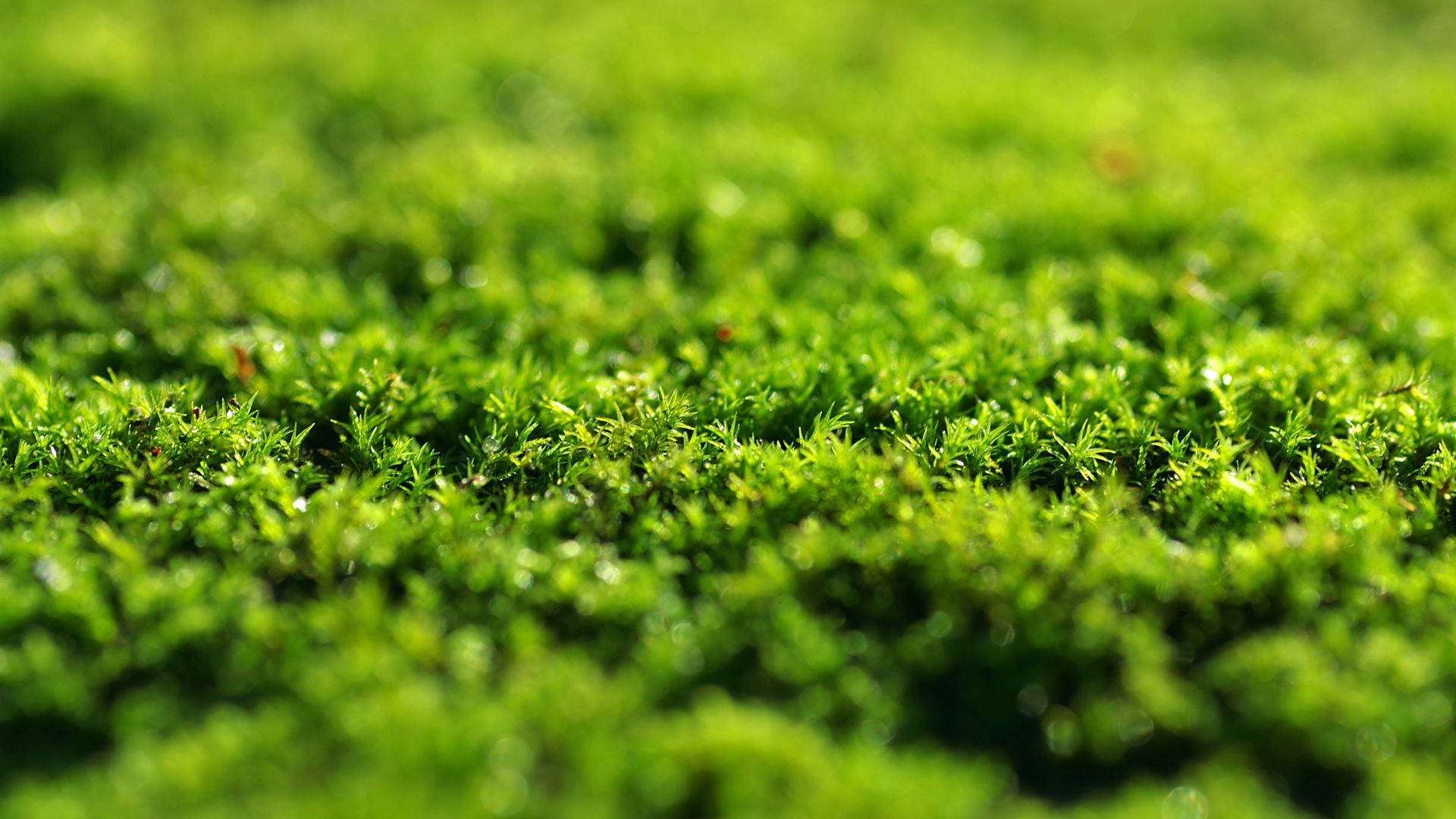 Wallpaper Green grass, moss, close up, 5k