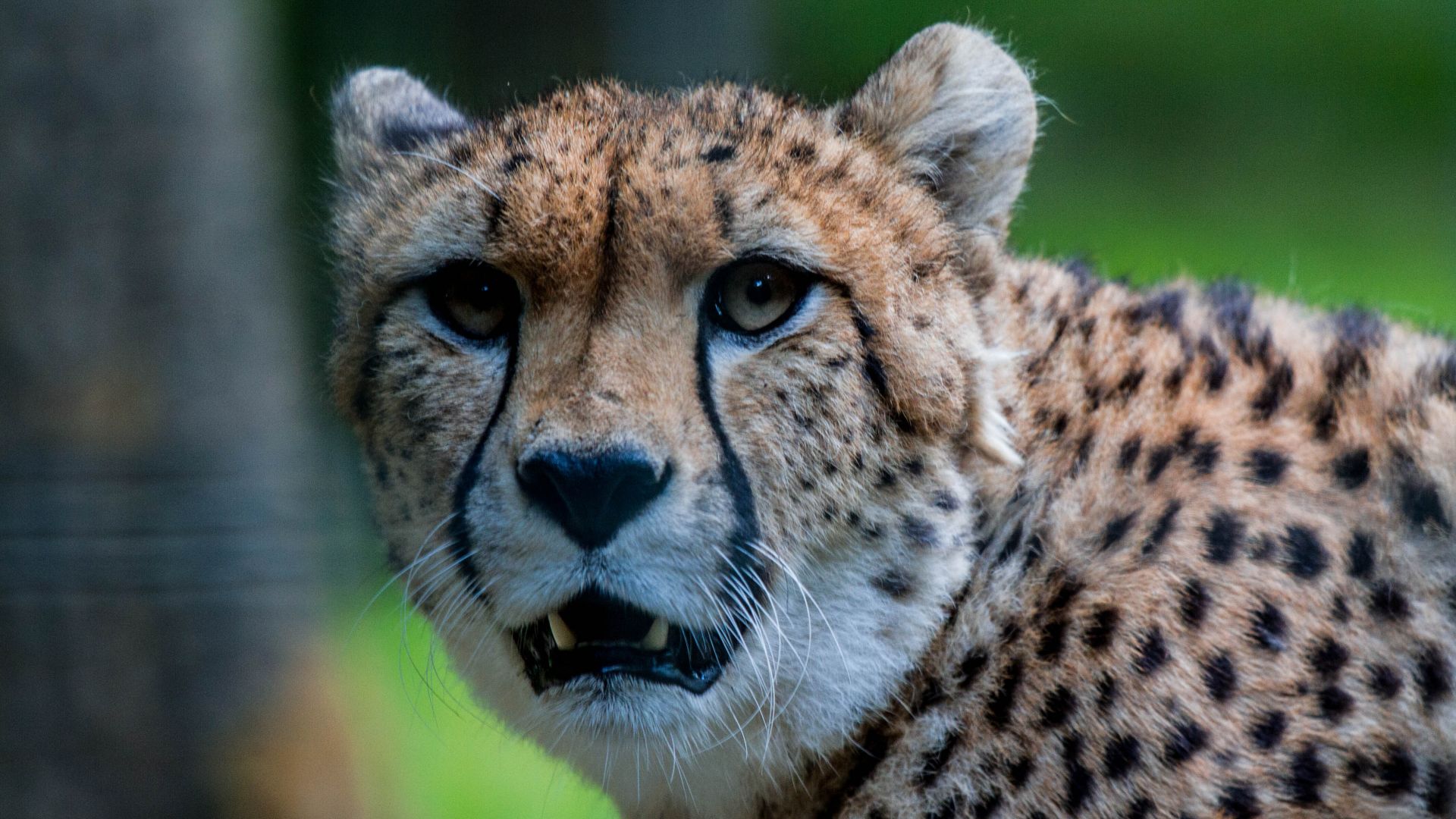 Wallpaper Cheetah, muzzle, predator, stare