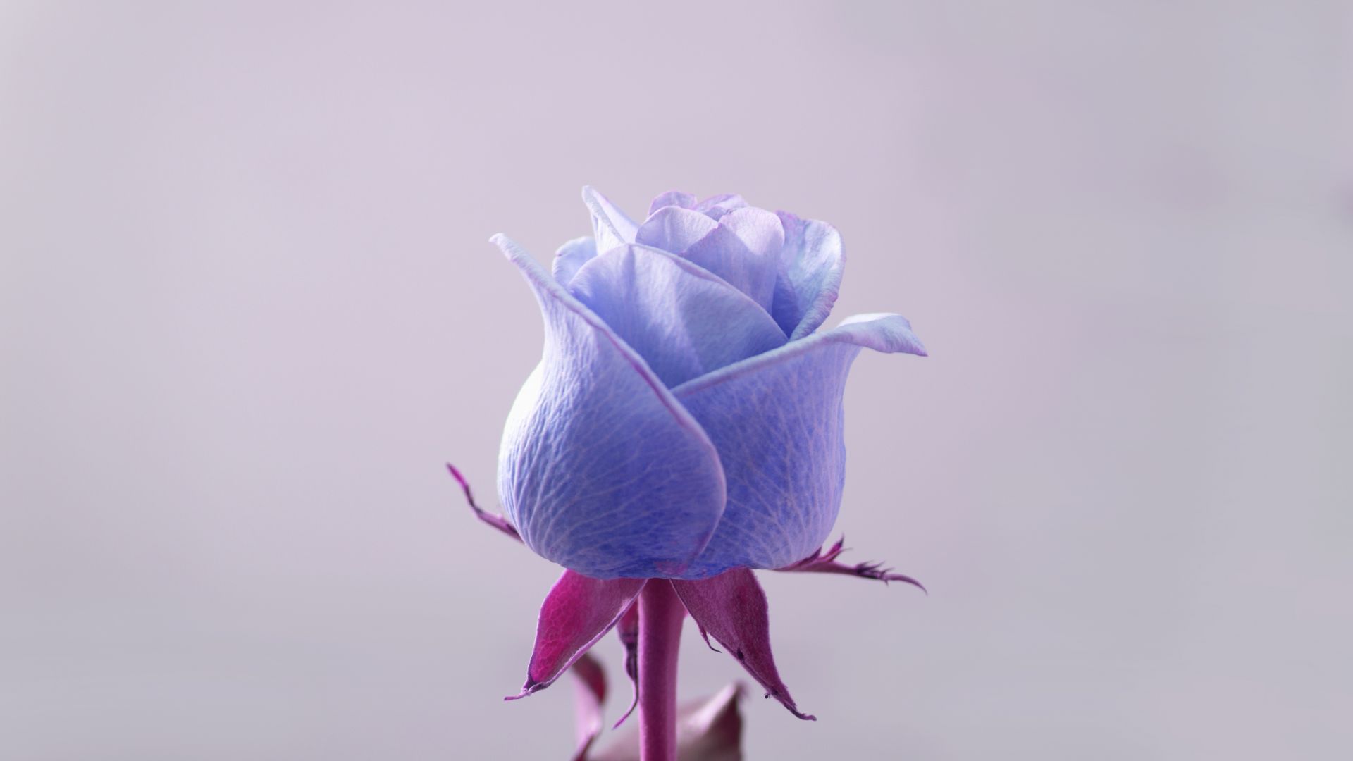 Wallpaper Blue rose, bud, close up, portrait, 4k