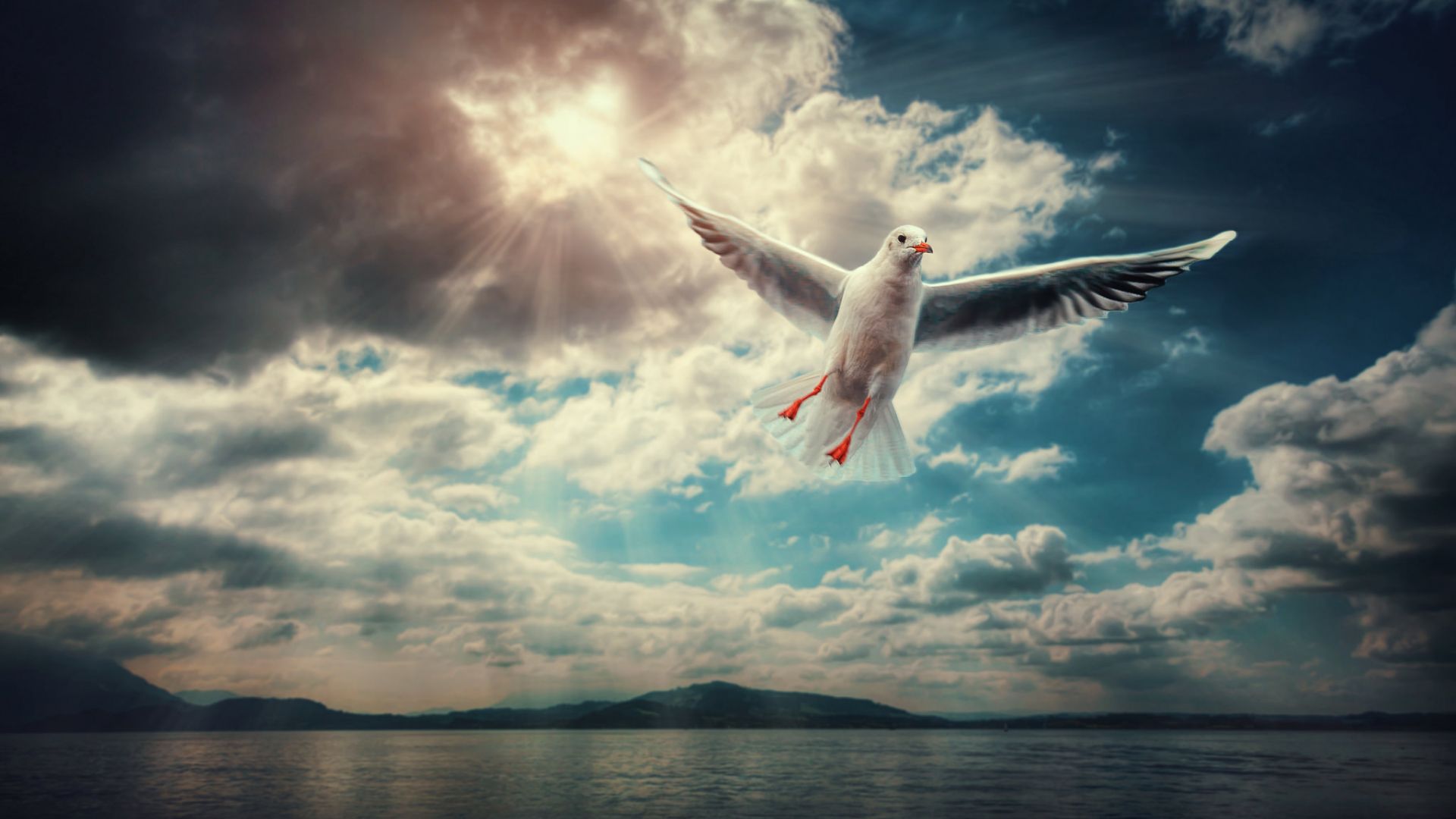 Wallpaper Seagull, white bird, fly, wings, clouds