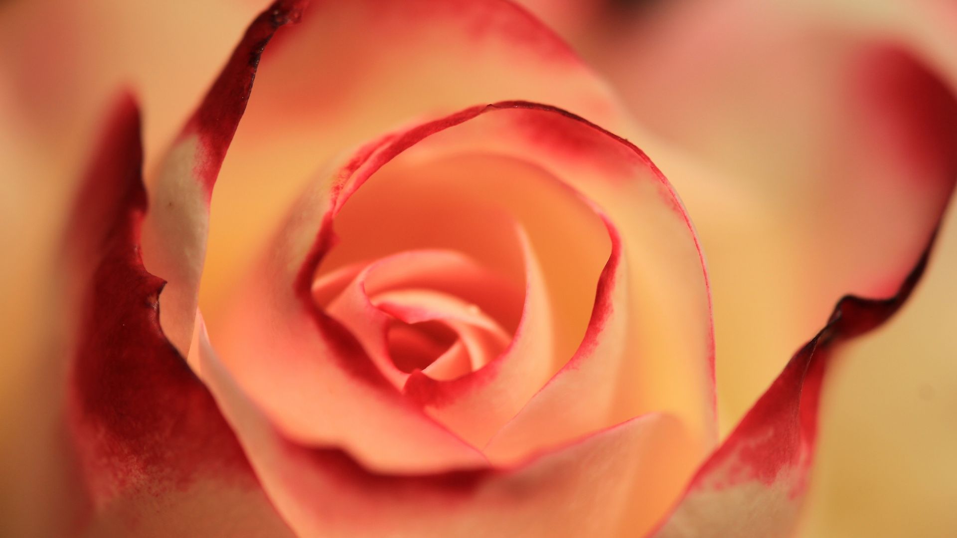 Wallpaper Rose, close up