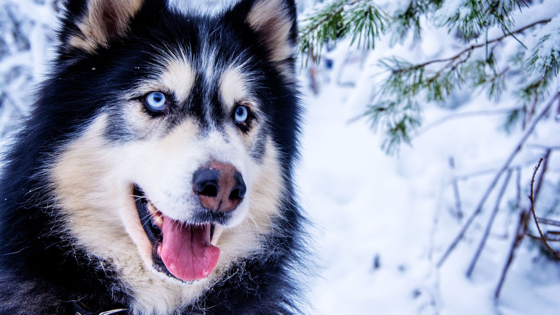 Wallpaper Siberian Husky, dog winter, muzzle, animal