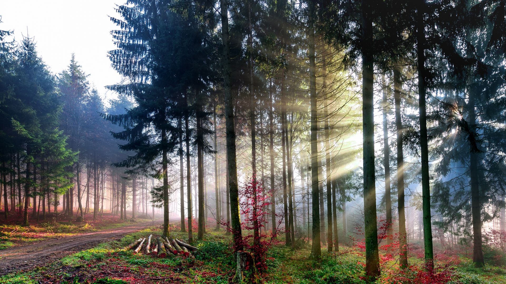 Wallpaper Sunlight through trees of forest, morning