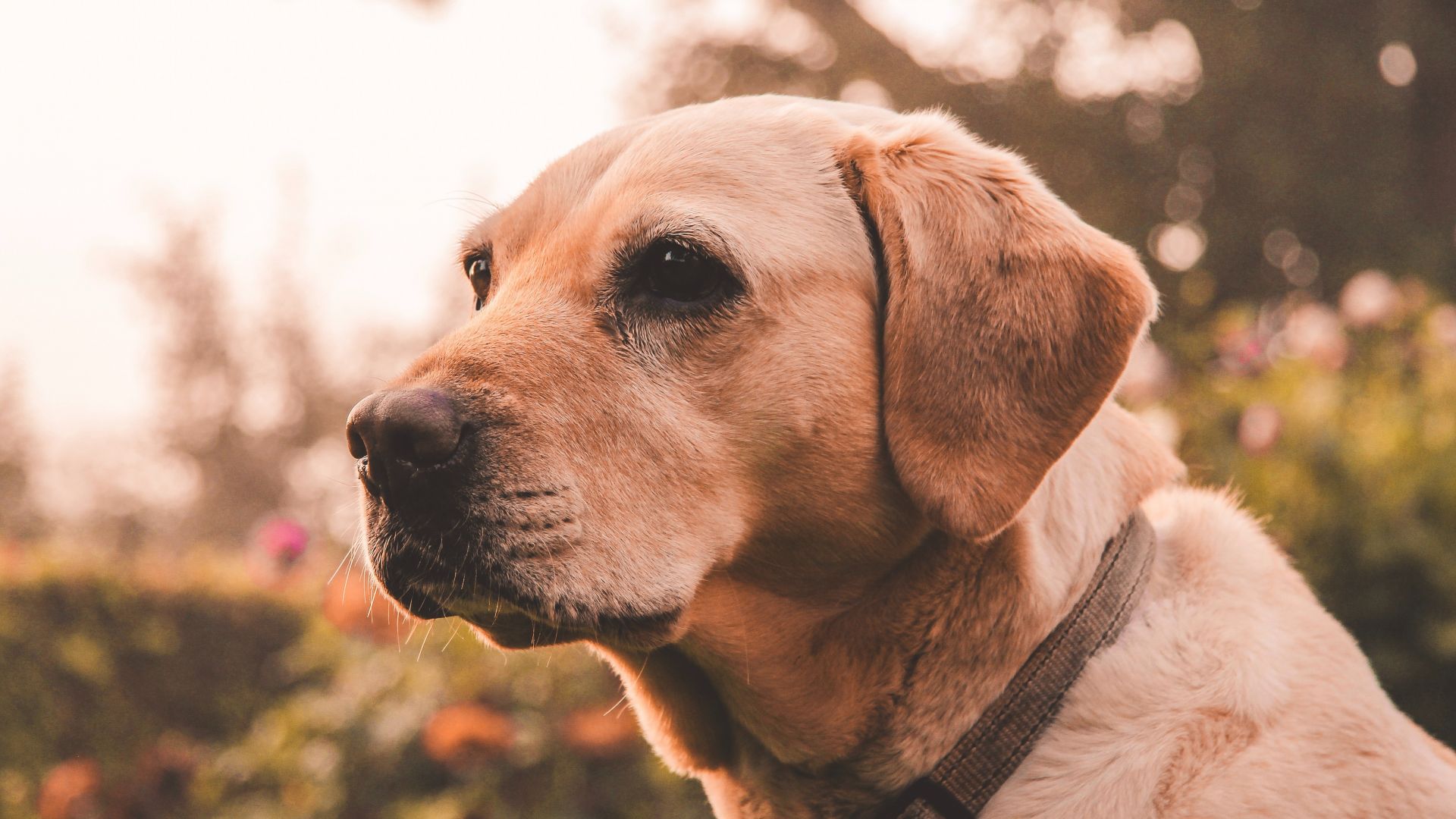 Wallpaper Labrador retriever, muzzle, dog, animal, 5k
