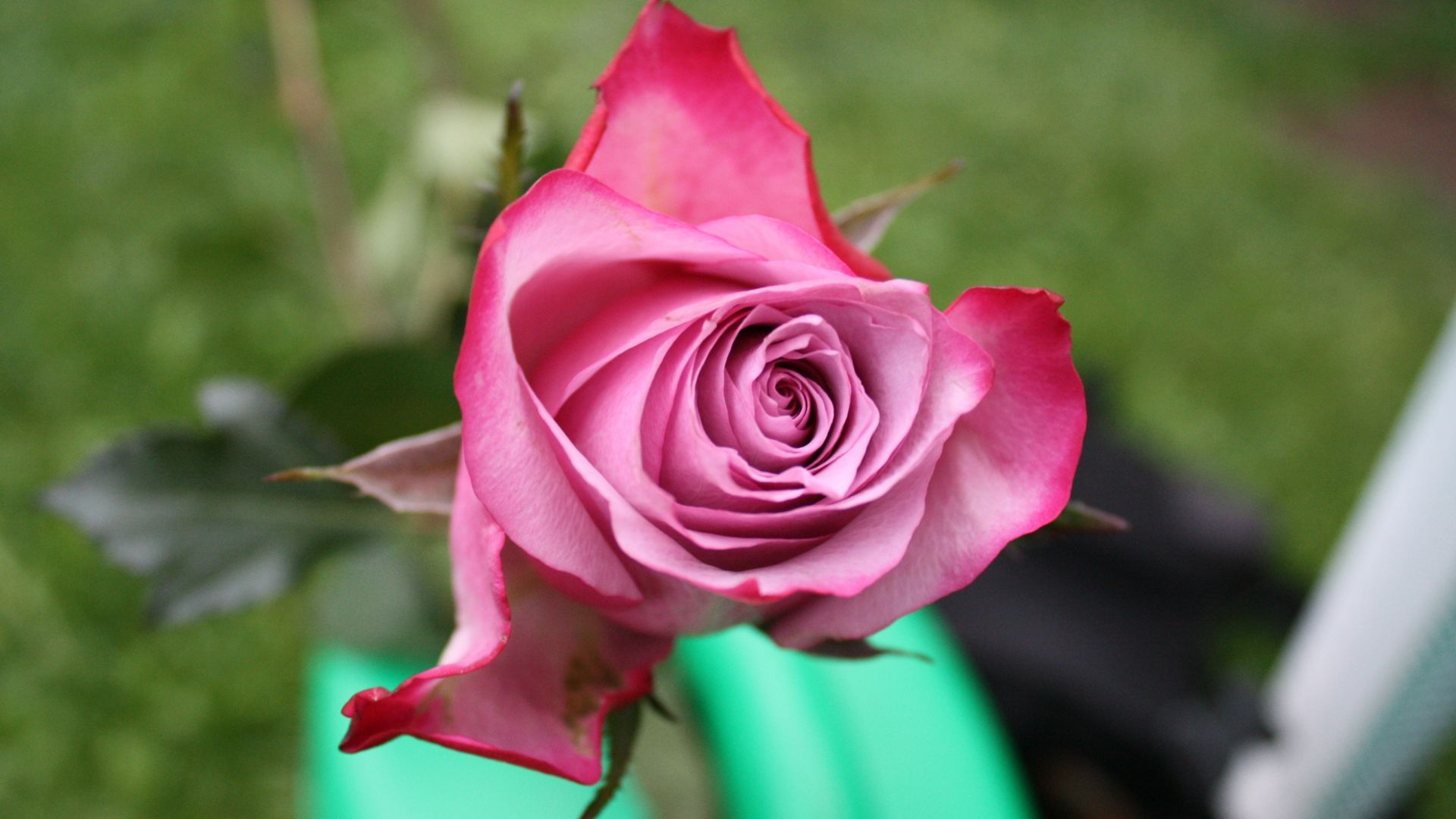 Wallpaper Pink rose, flower, top view