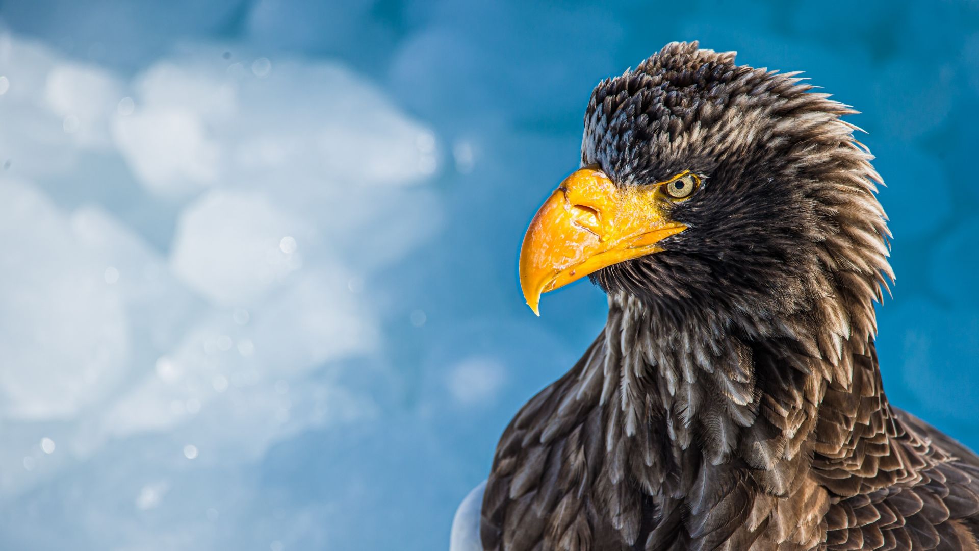 Wallpaper Bald eagle, yellow beak, bird