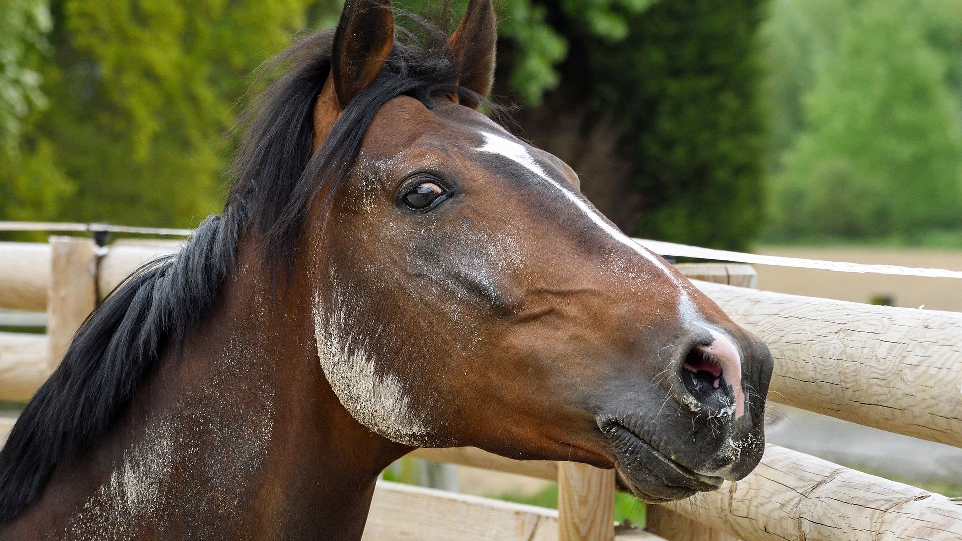 Wallpaper Horse muzzle, fence, animal