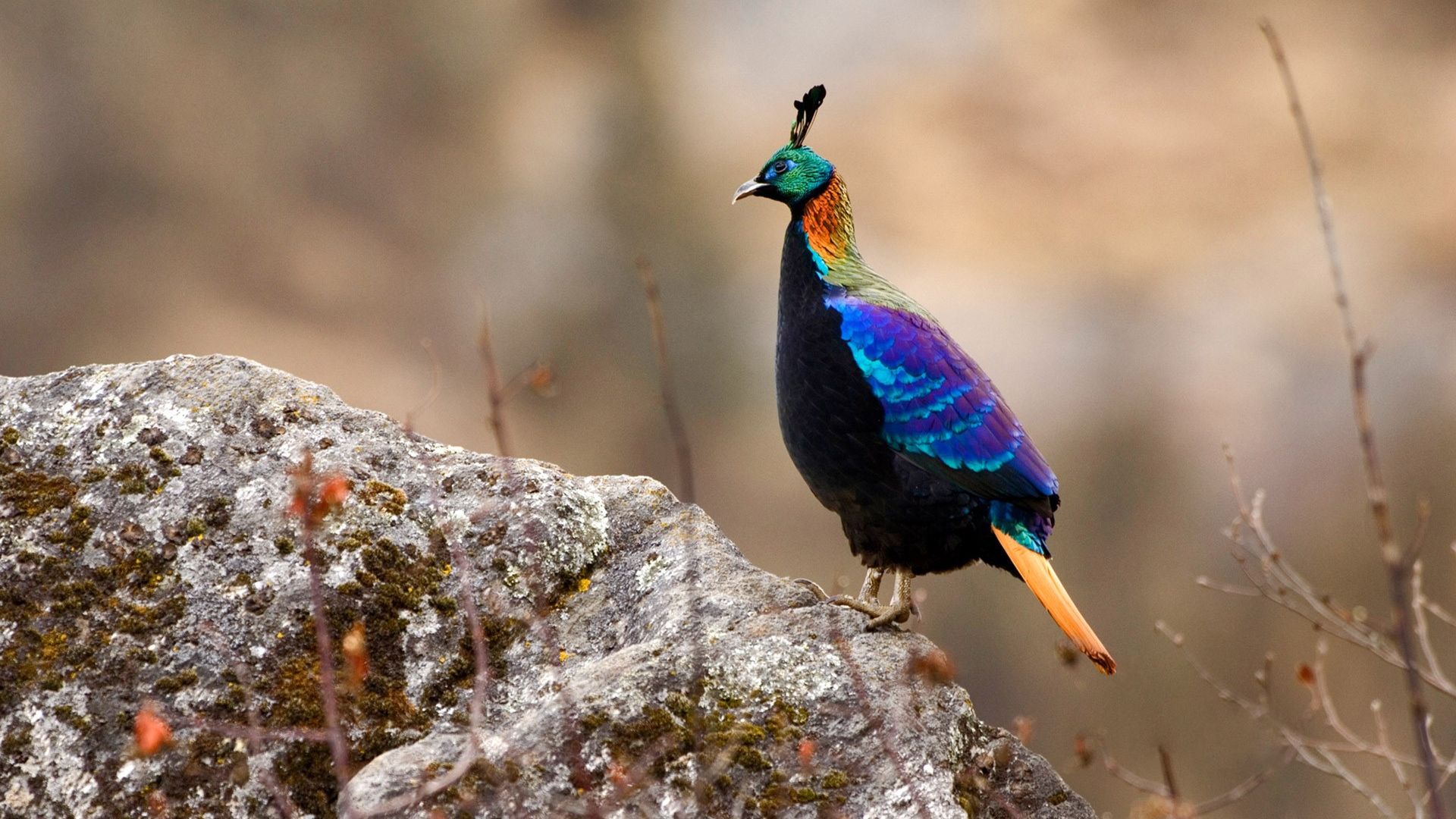 Wallpaper Himalayan monal bird, colorful bird