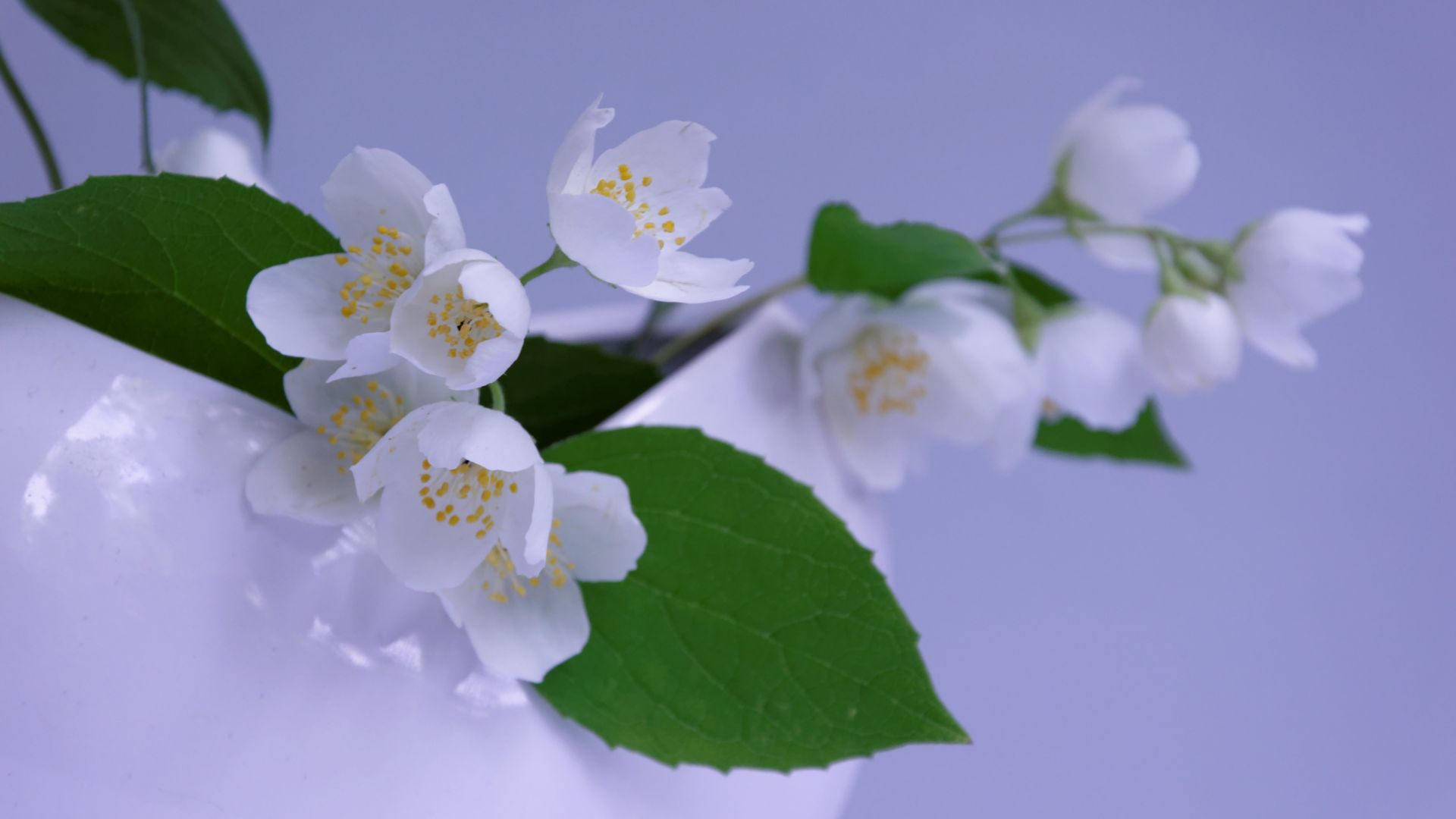 Desktop Wallpaper Jasmine, White Flowers, Leaves, Vase, Hd Image, Picture,  Background, A868ce