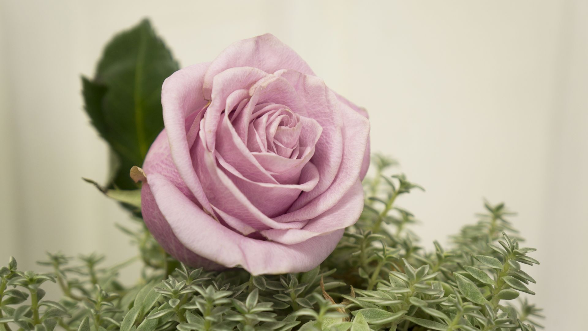 Wallpaper Pink rose, bloom, close up, 5k
