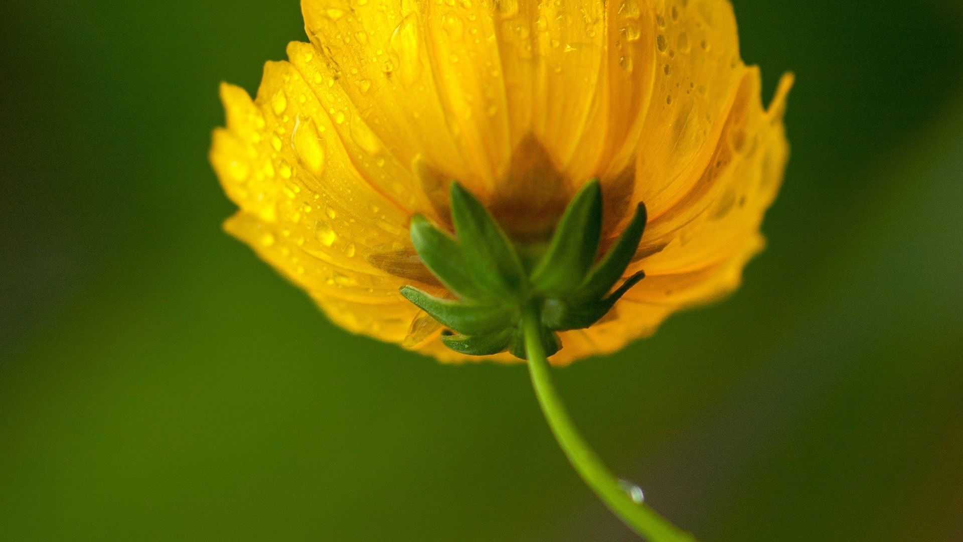 Wallpaper Yellow flower, daisy, water drops