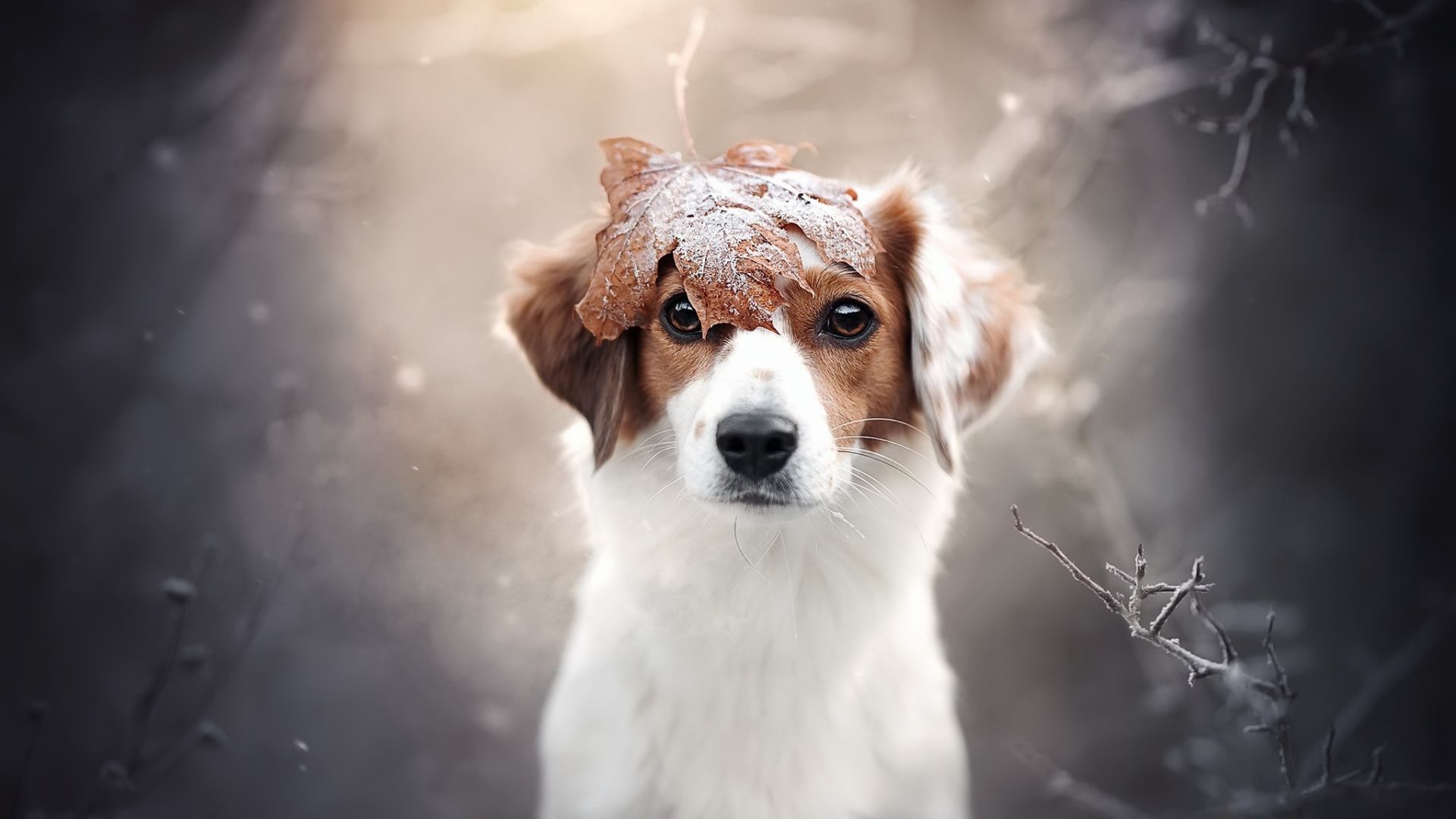 Wallpaper Outdoor, dog, animal, winter