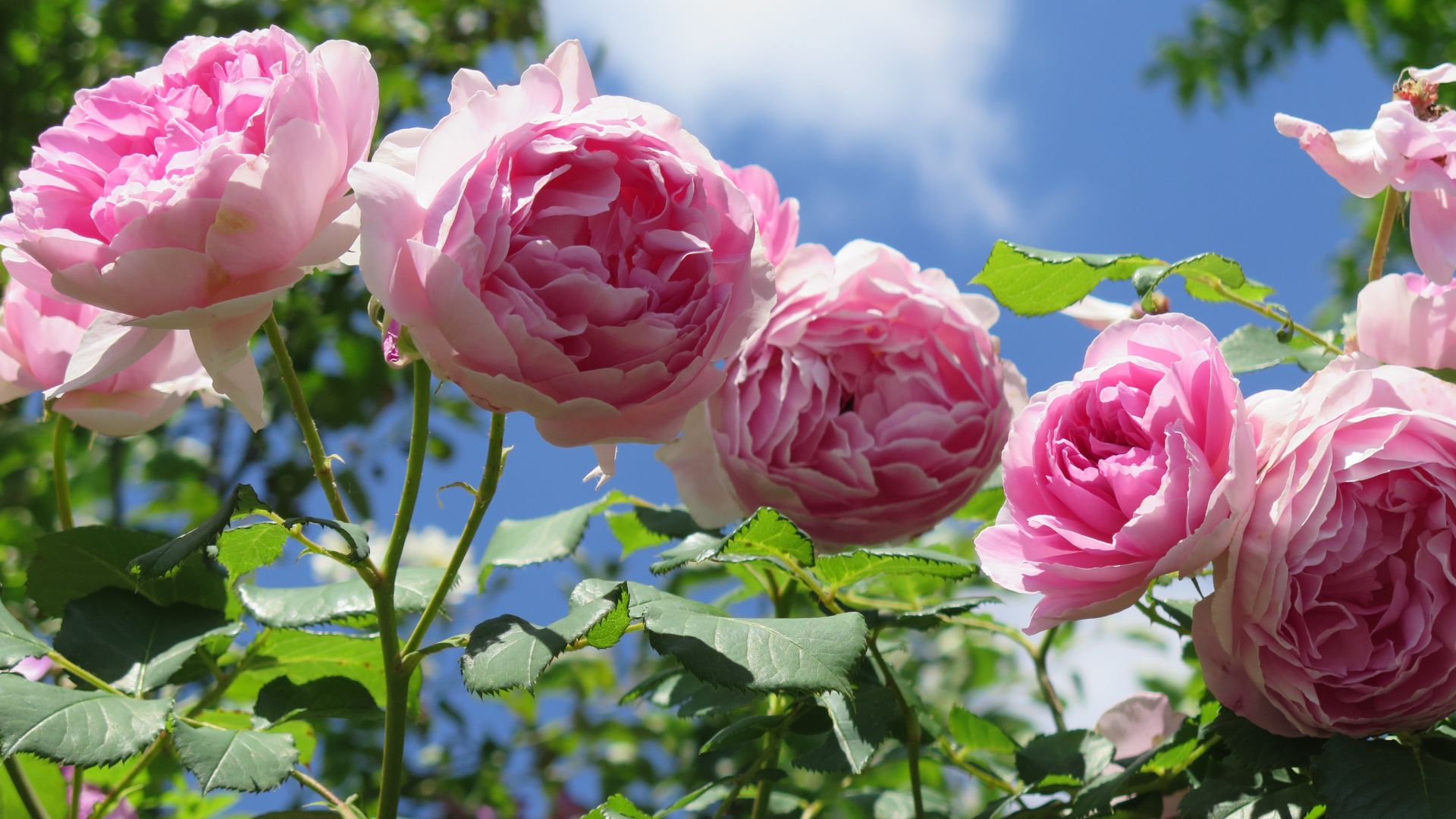 Wallpaper Garden, roses, spring, pink flower