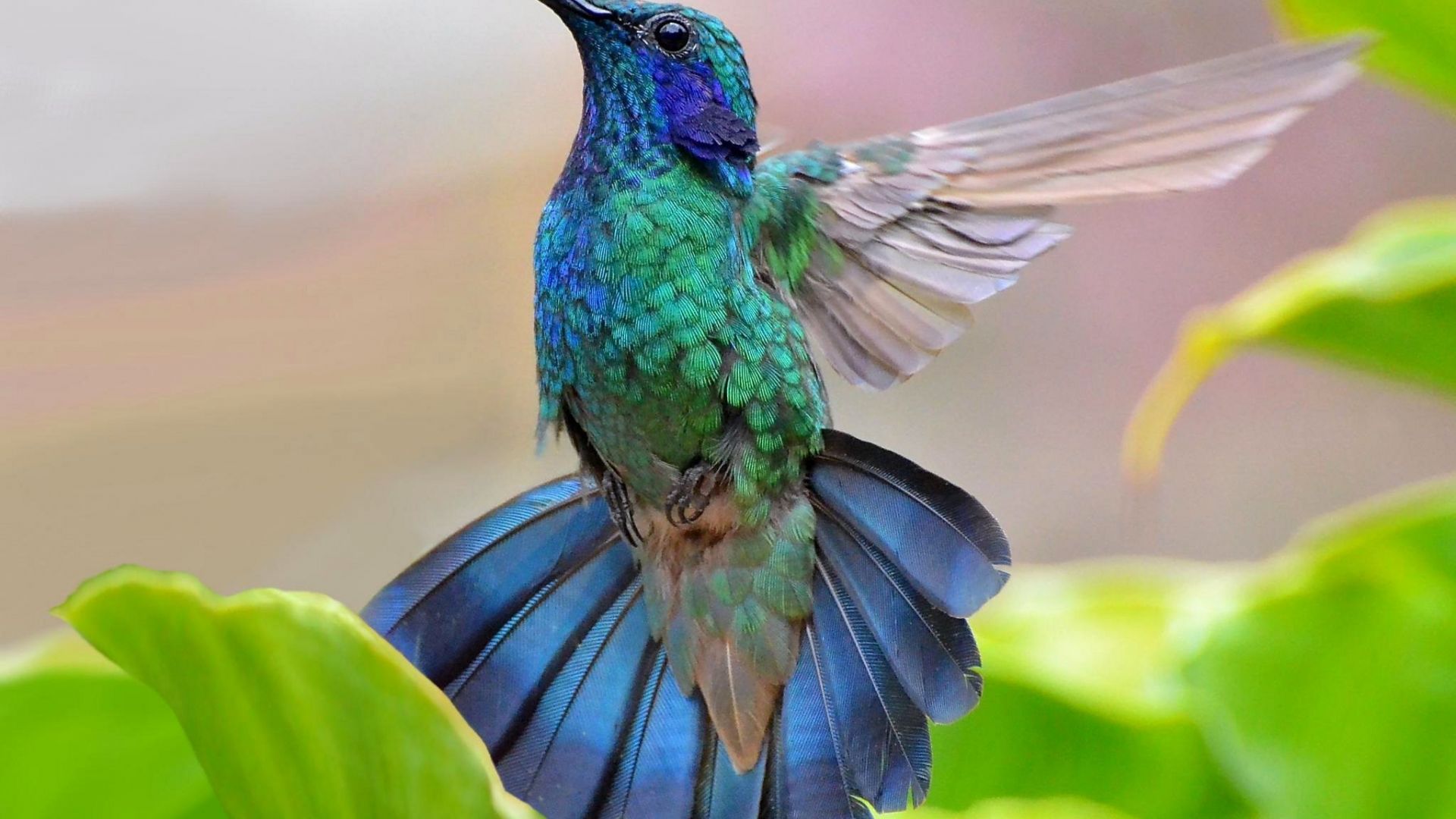 HD desktop wallpaper Birds Bird Animal Colorful Hummingbird download  free picture 409191