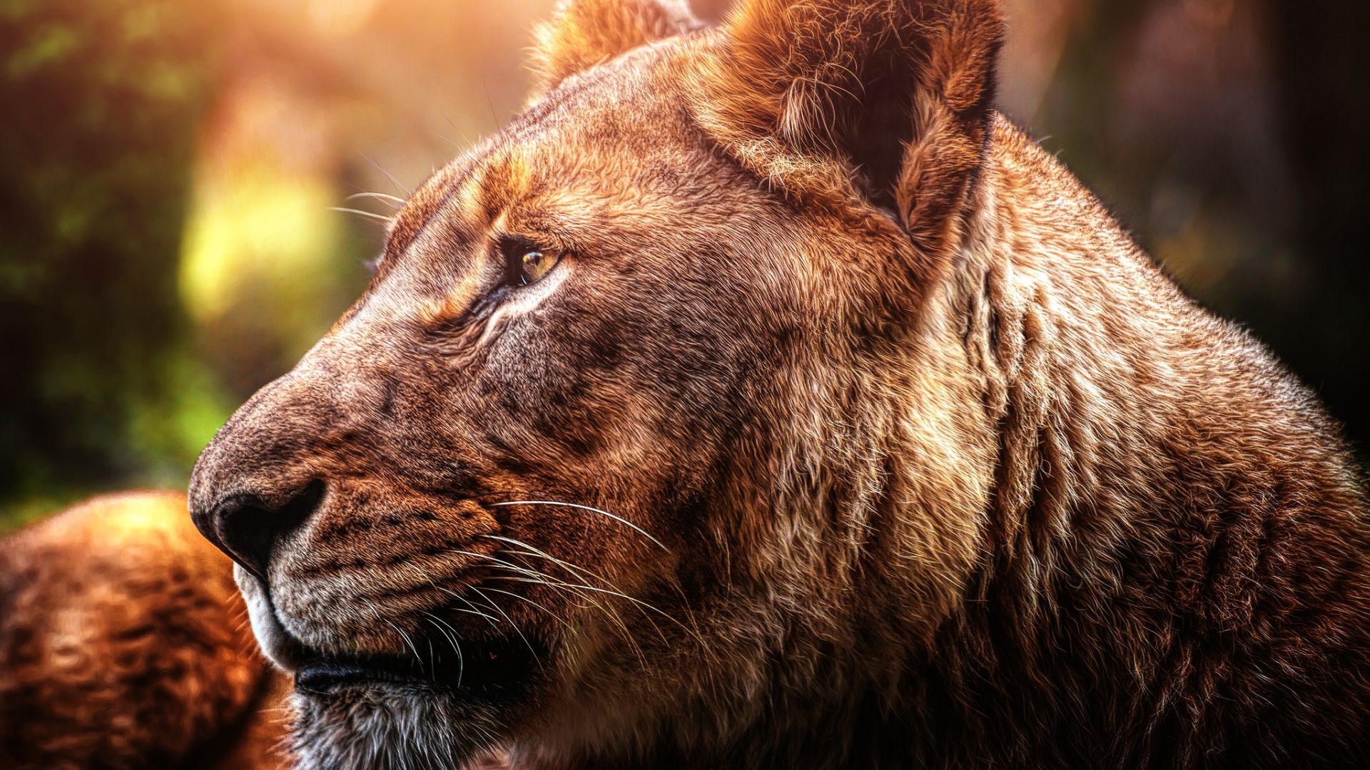 Wallpaper Lion, big cat, predator, sunlight