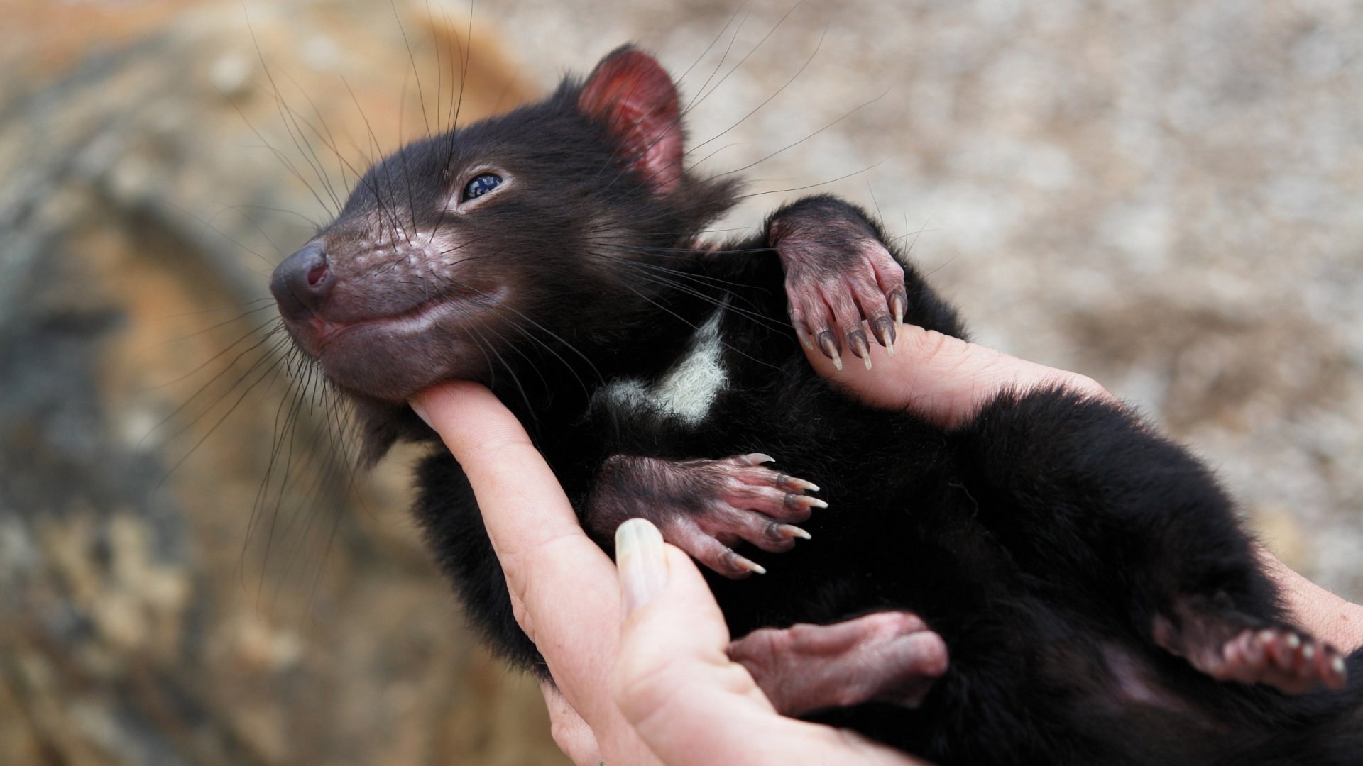 Wallpaper Tasmanian devil, furry animal