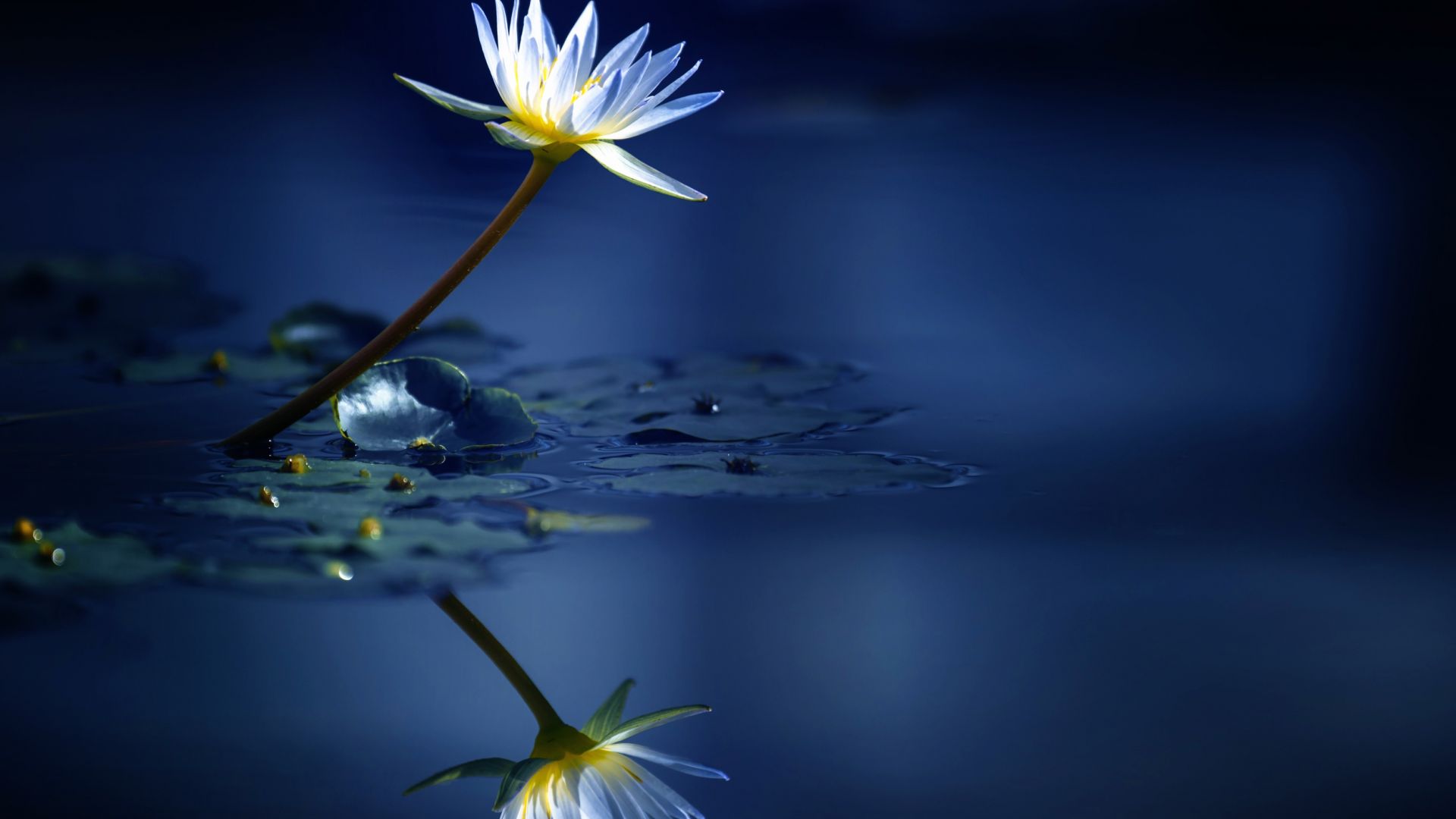Wallpaper Reflections, lake, water lily, white flower