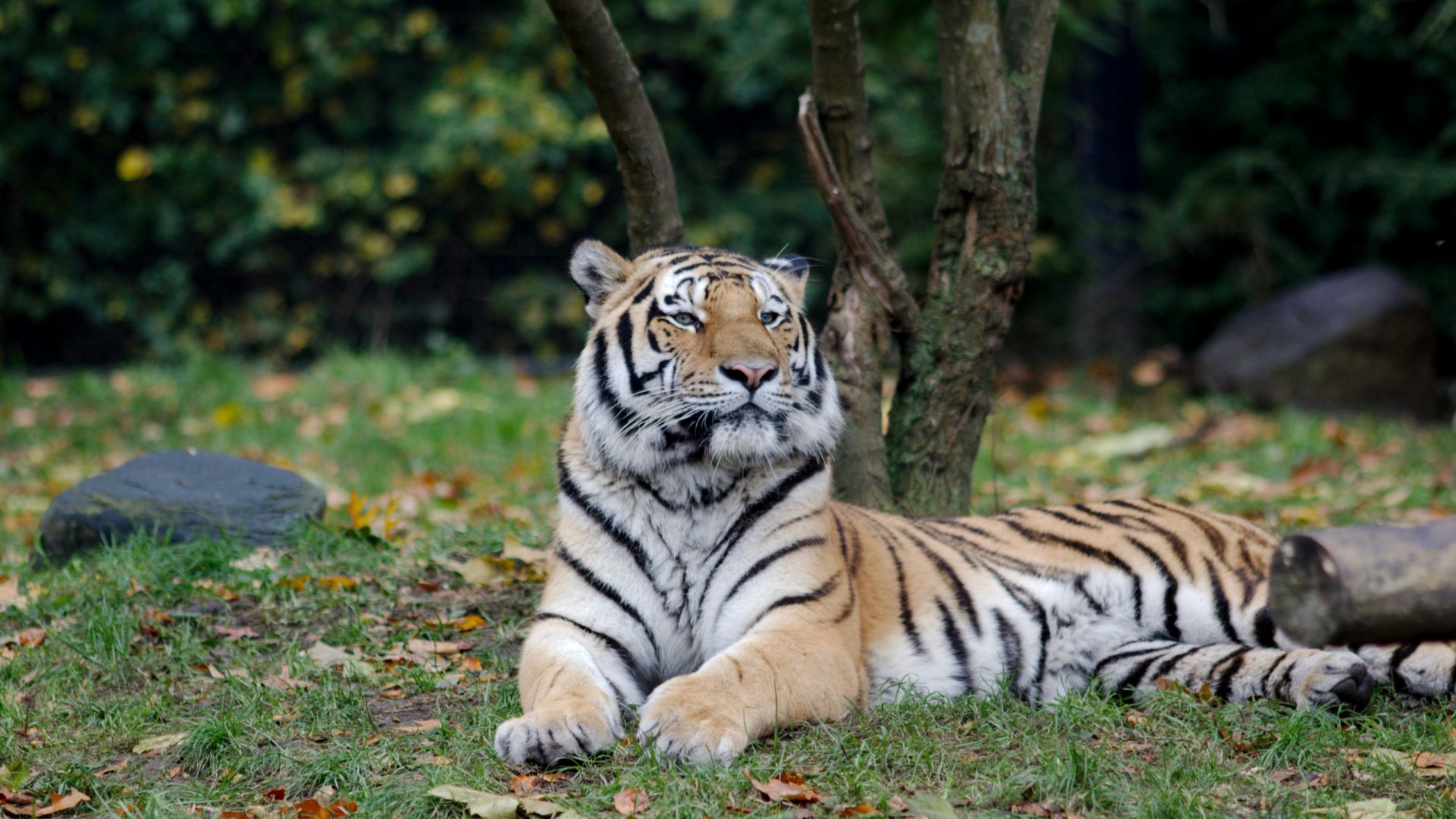 Wallpaper Relaxed, sit, predator, tiger