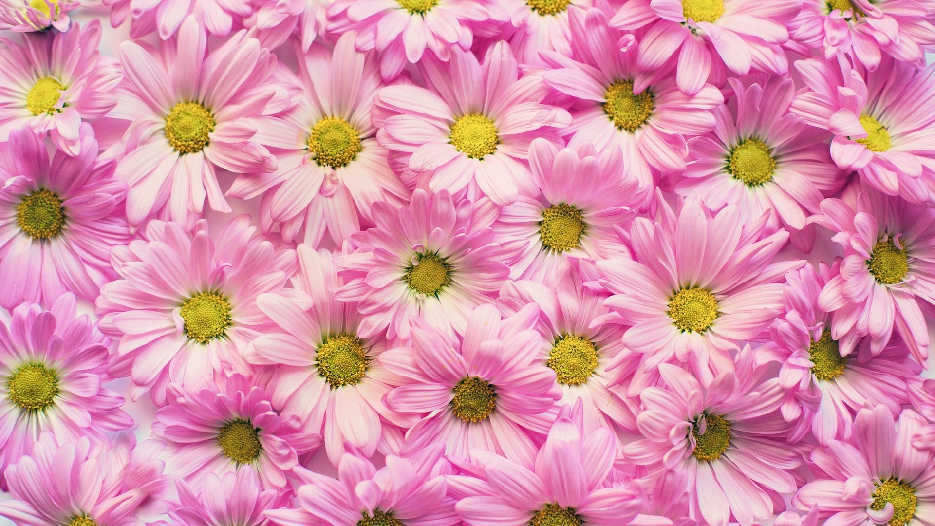 Wallpaper Daisies flowers, pink daisy
