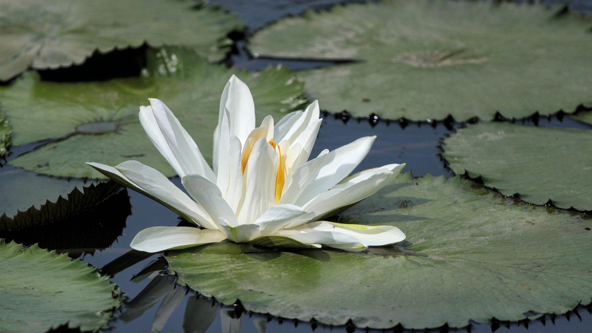 Wallpaper Water lily, white flower, lake, leaves