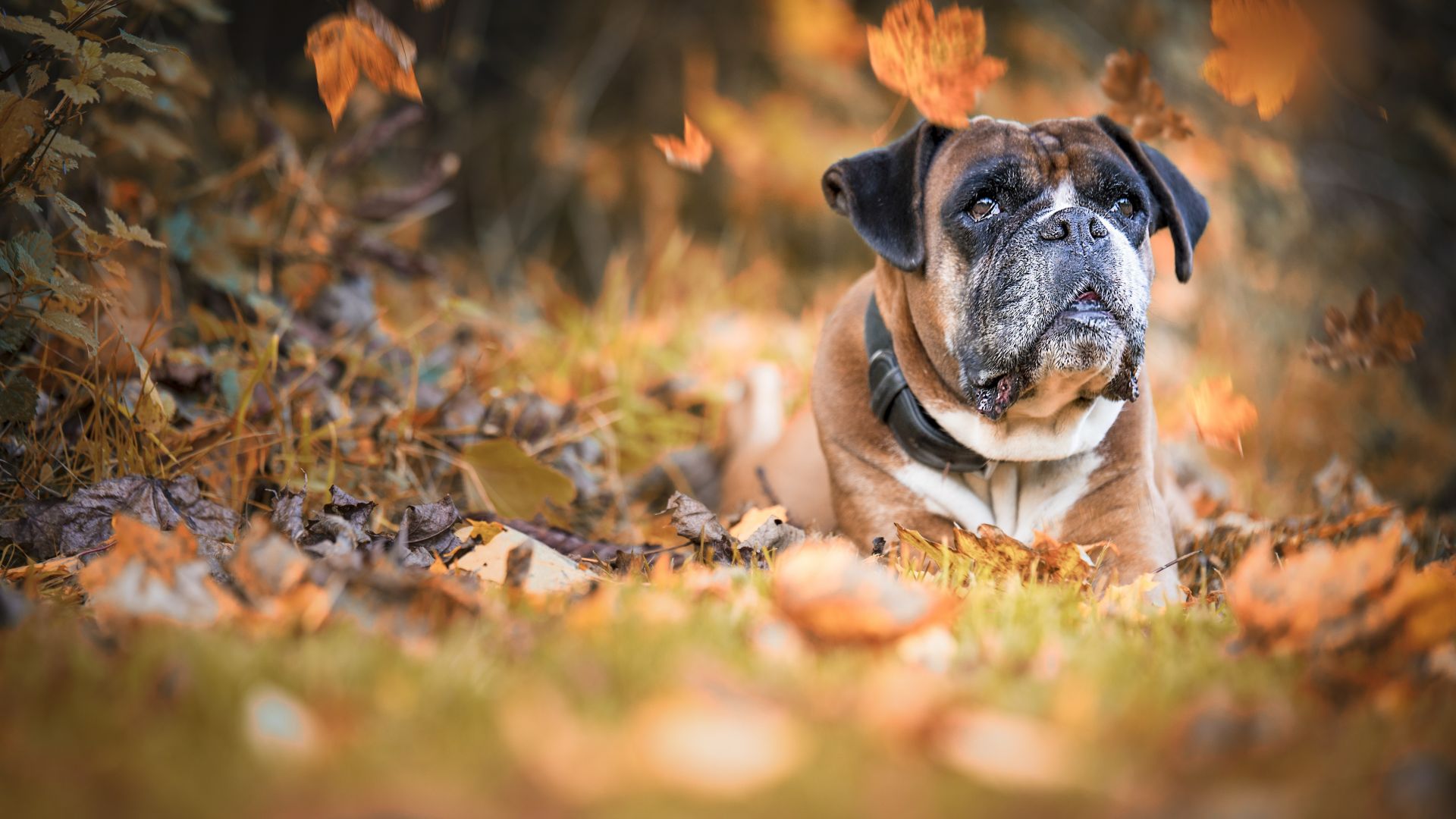 Wallpaper Dog, animal, autumn, fall, 5k