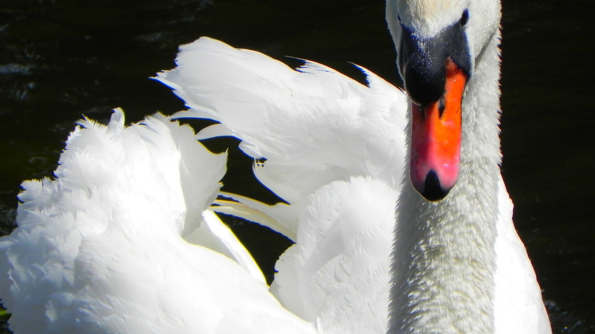 Wallpaper White swan bird, close up