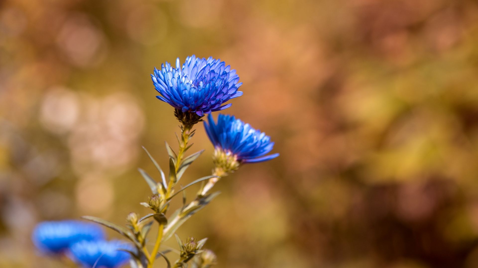 Wallpaper Blue Daisy flowers, close up, blur