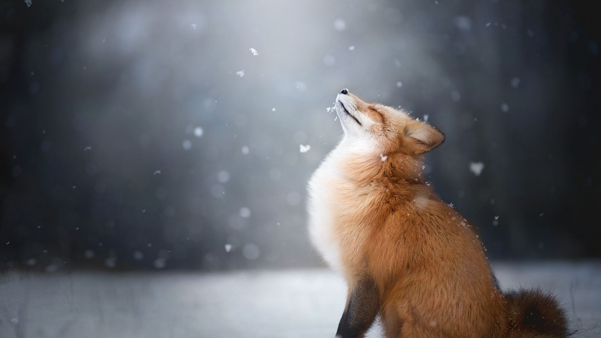 Wallpaper Happiness of red fox, furry animal, winter