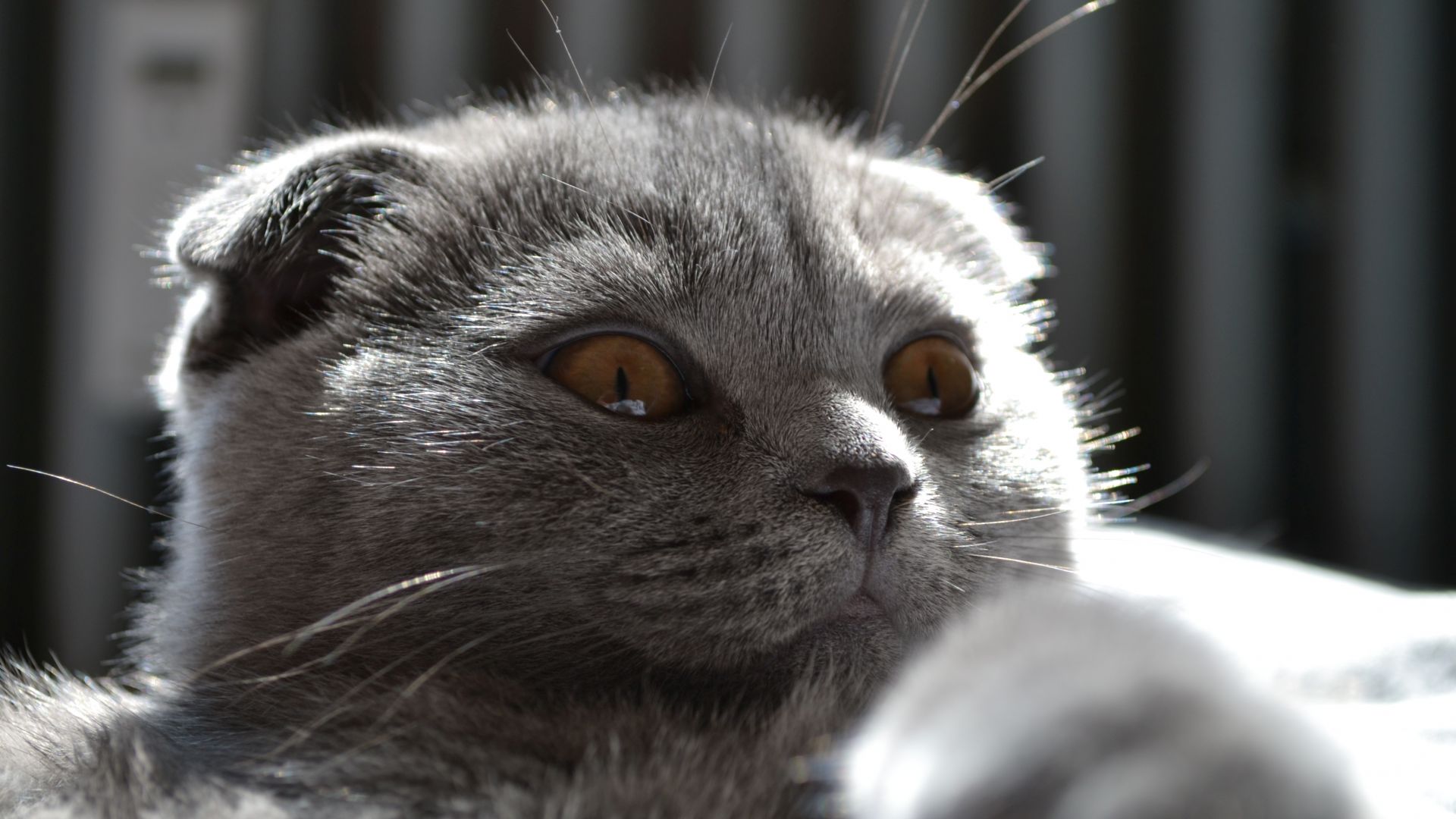 Wallpaper Cat, curious eyes, black cat, domestic animal
