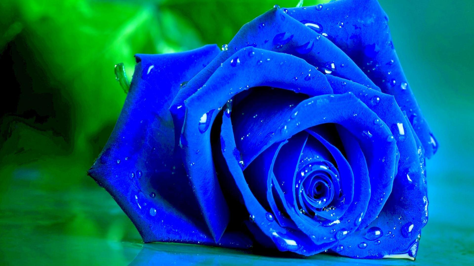Desktop Wallpaper Blue Rose Flower, Water Drops, Hd Image, Picture,  Background, Acxlqv