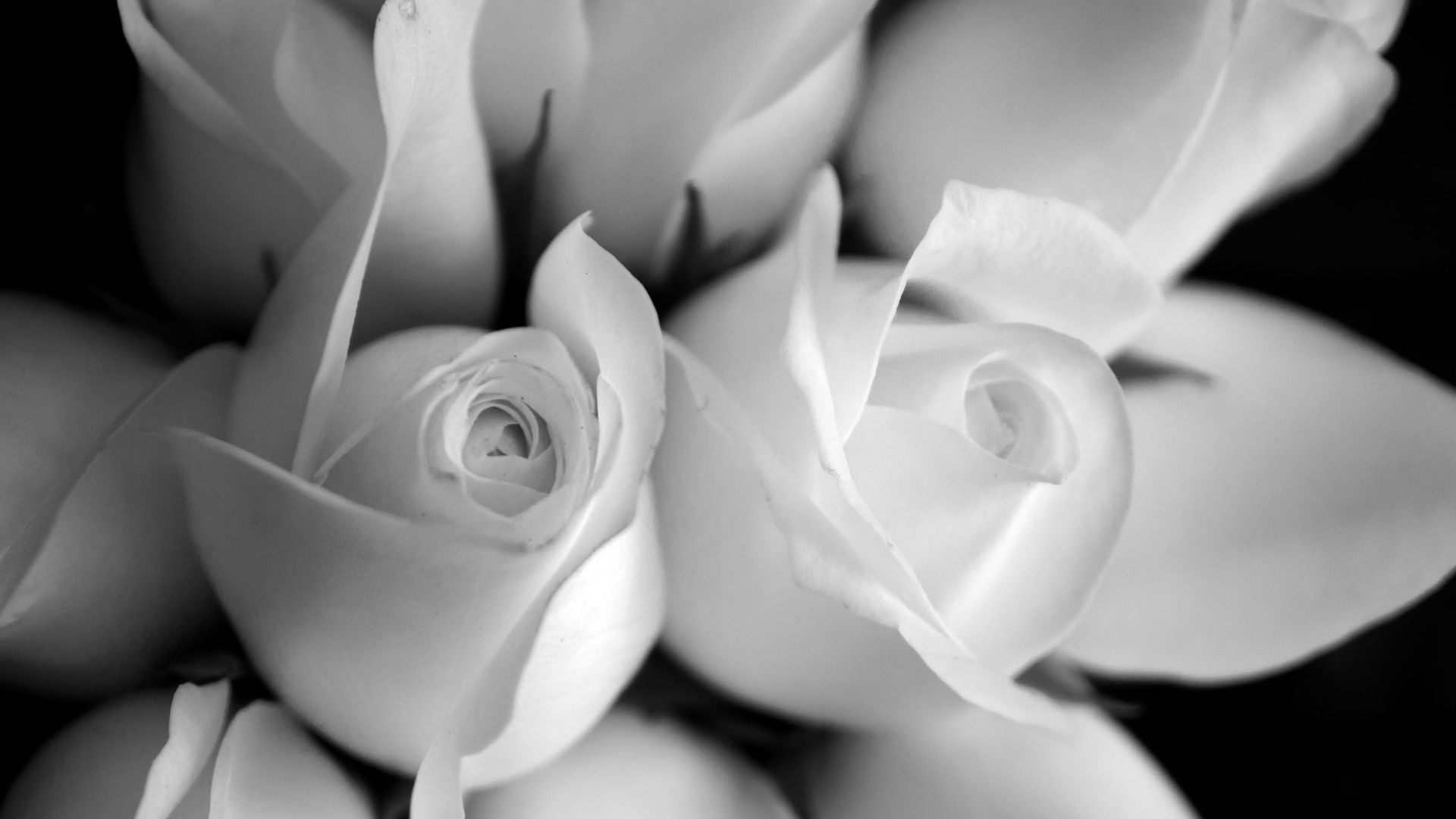 Wallpaper Rose flowers, close up, monochrome, 4k