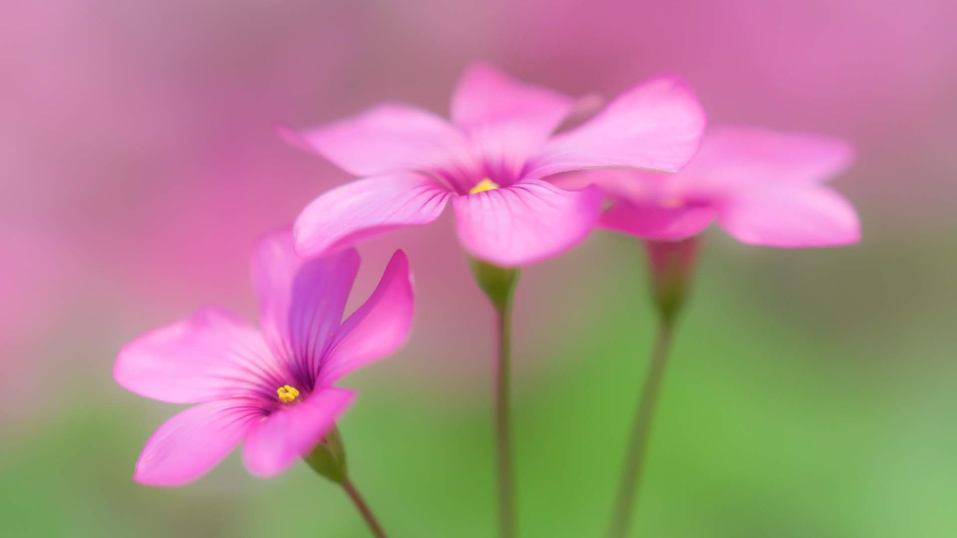 Wallpaper Cute pink flowers