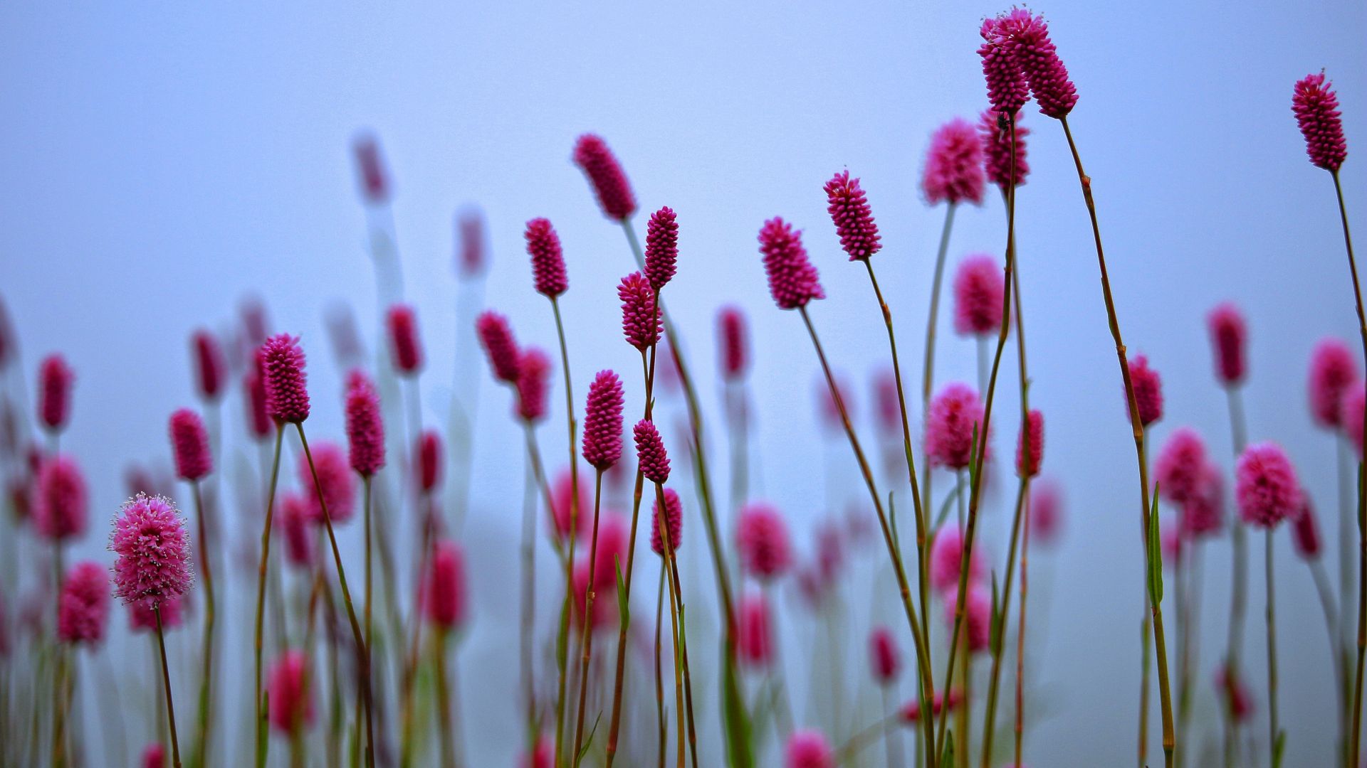 Wallpaper Spring, wild, plants, pink flowers