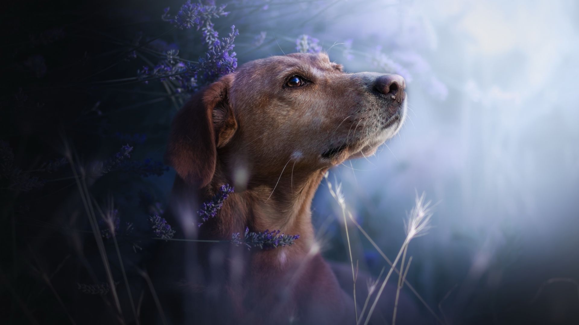 Wallpaper Beagle, dog, muzzle, lavender, meadow, flowers