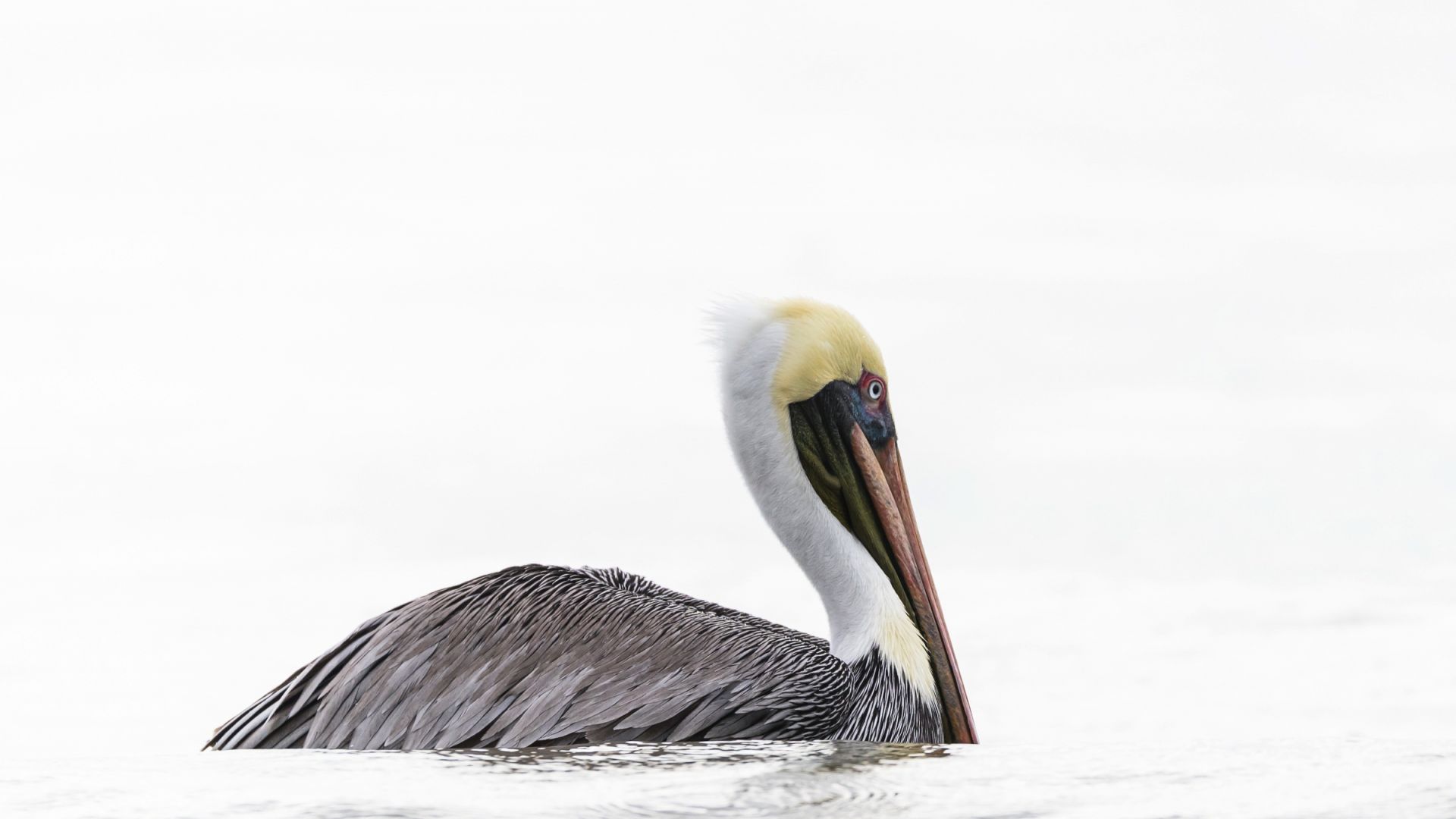 Wallpaper Pelican bird, swim, lake