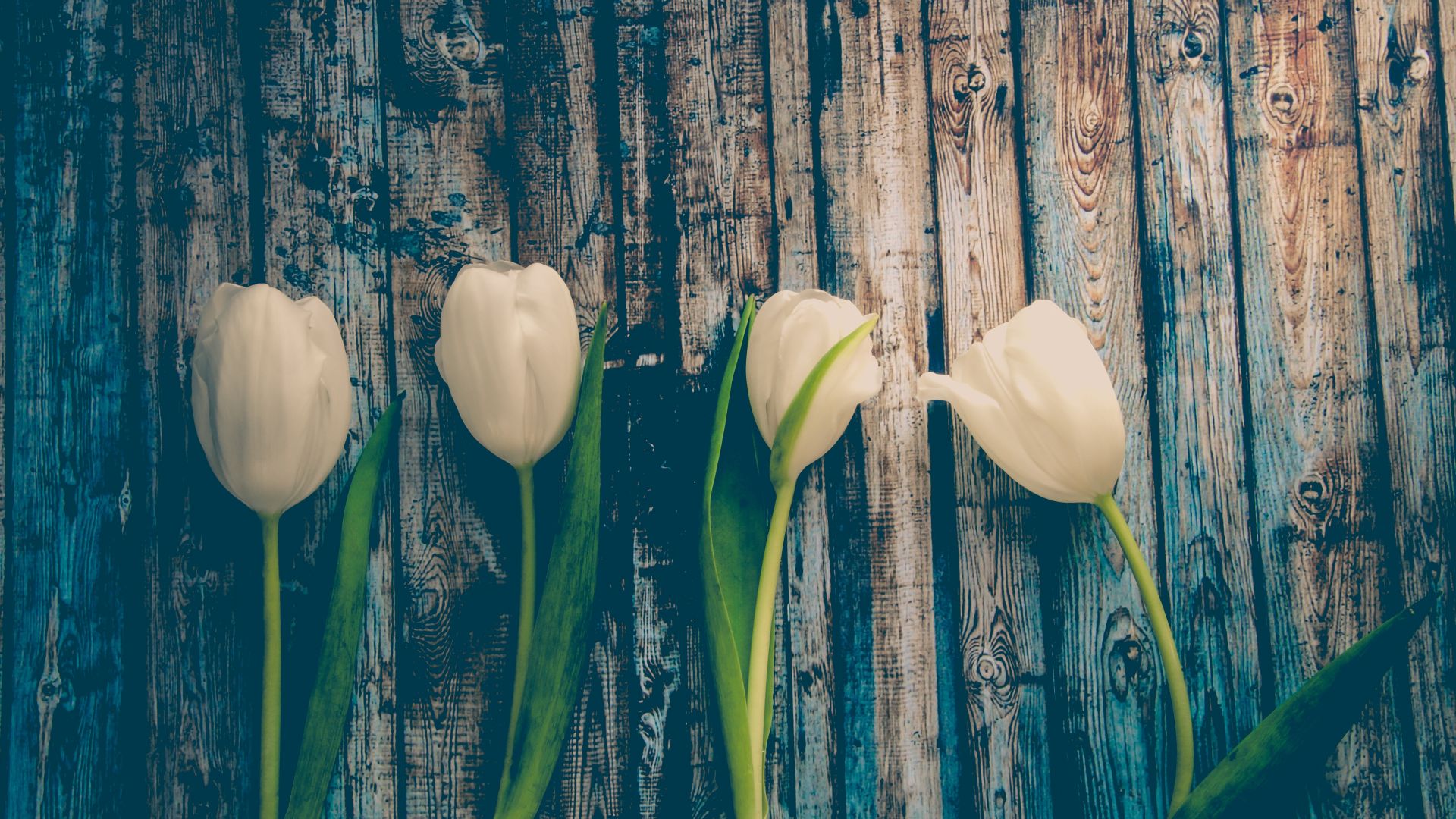 Wallpaper White tulips, wooden board