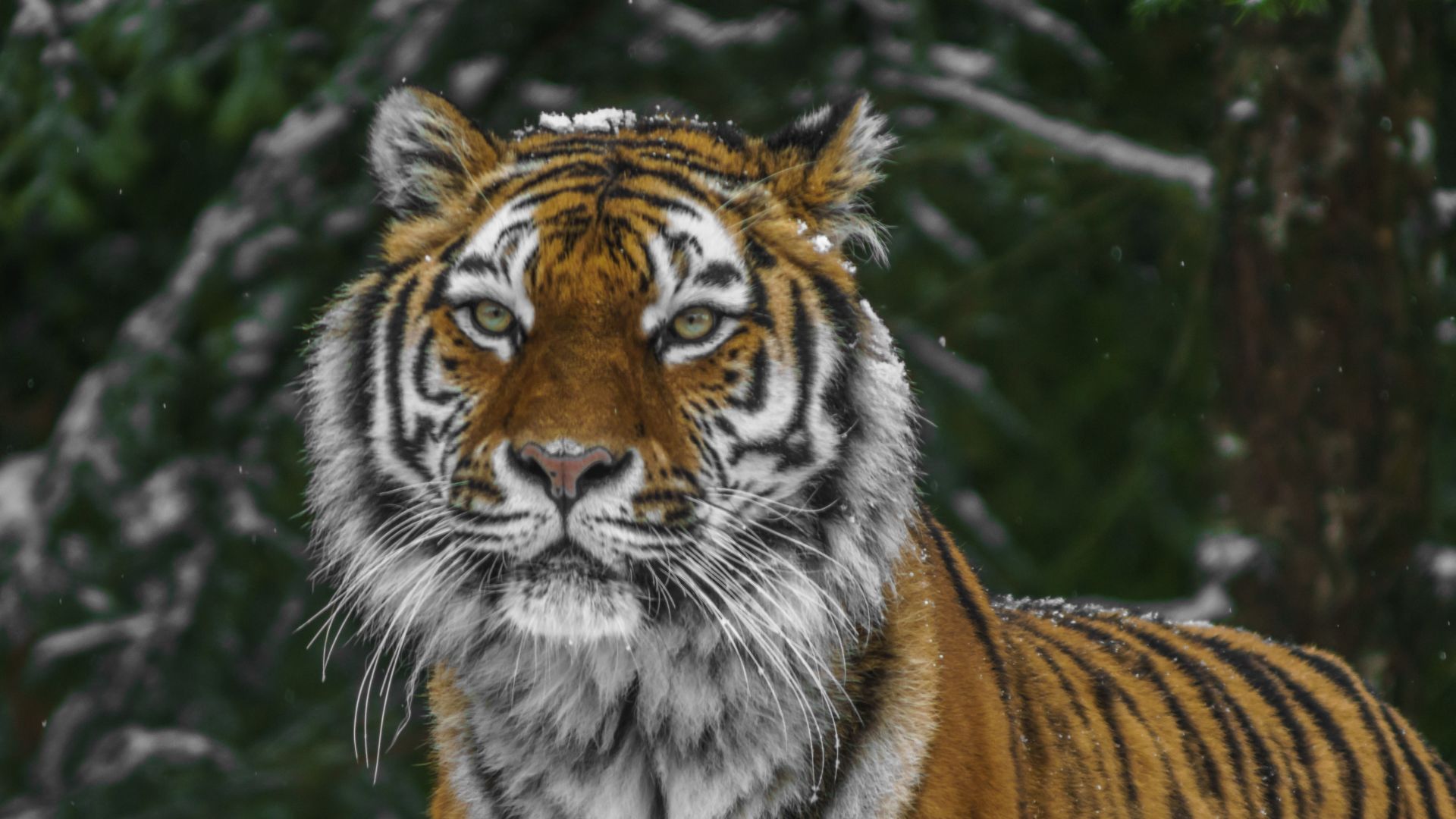 Wallpaper Tiger, predator, winter, wild cat, 5k