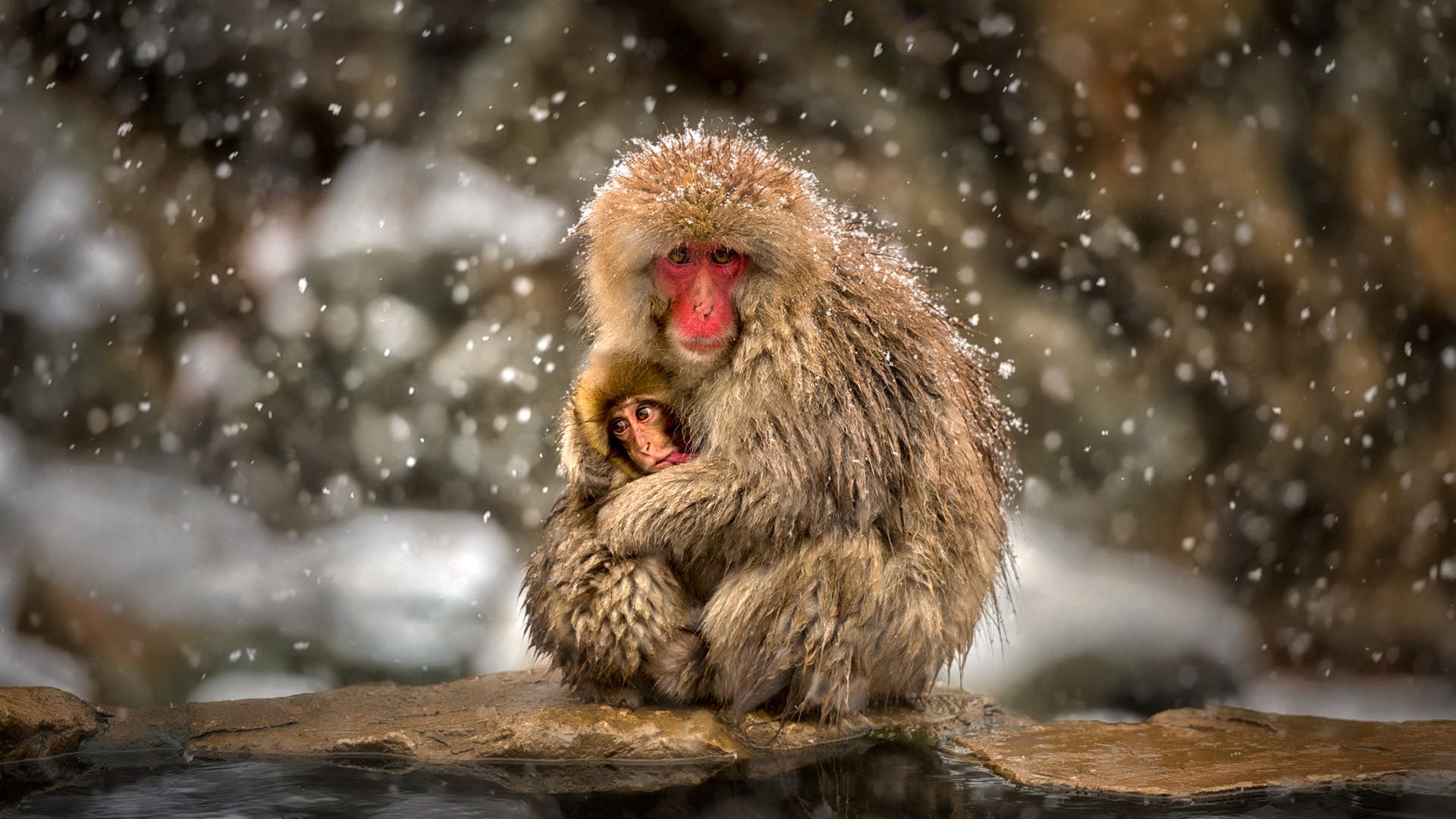 Wallpaper Japanese Macaque, monkey, animal, snowfall