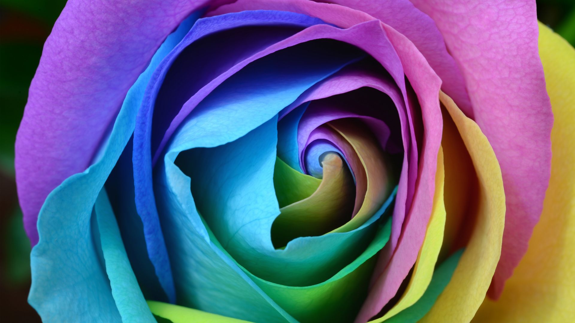Wallpaper Colorful, rose, flower, close up, 4k