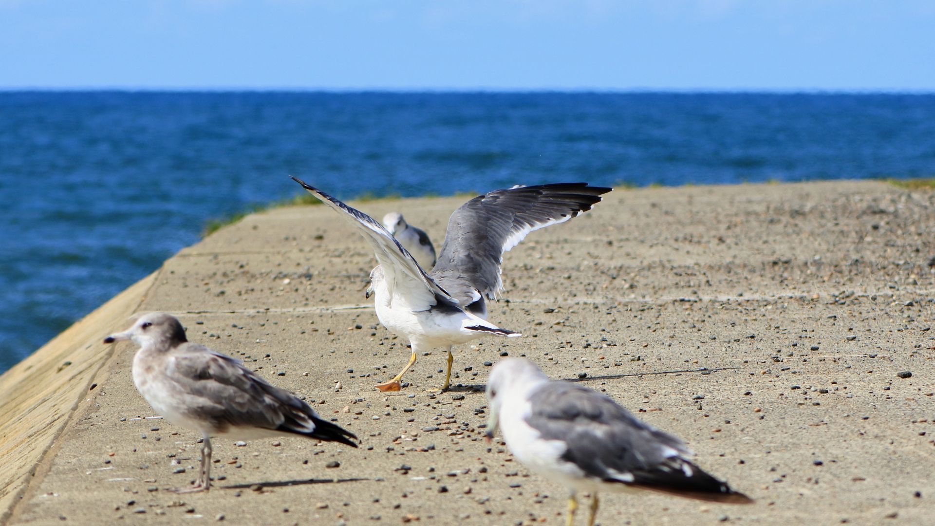 Wallpaper Seagulls, birds, sea, coast