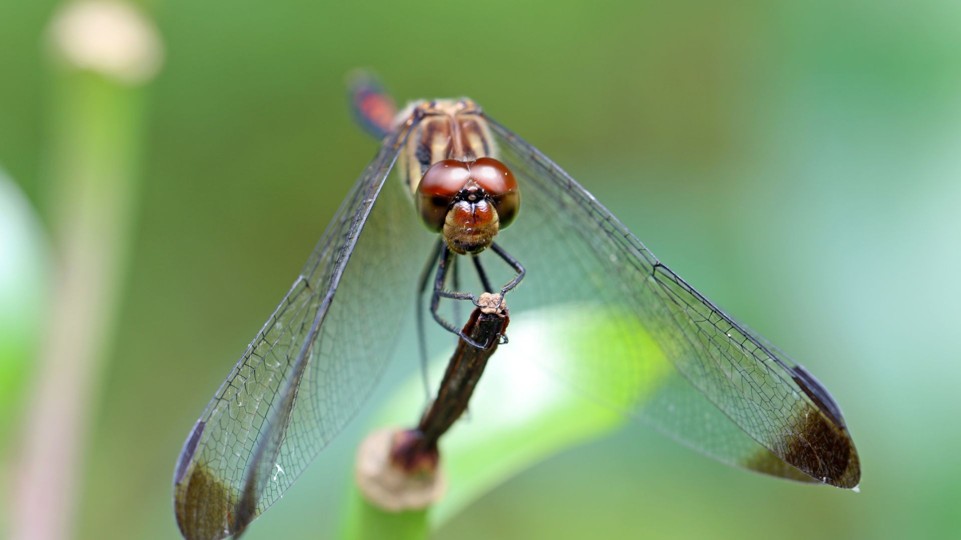 Wallpaper Wings, insect, dragonfly, sit