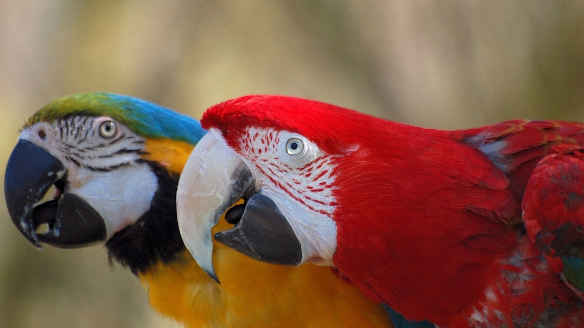 Wallpaper Macaw parrot, colorful birds