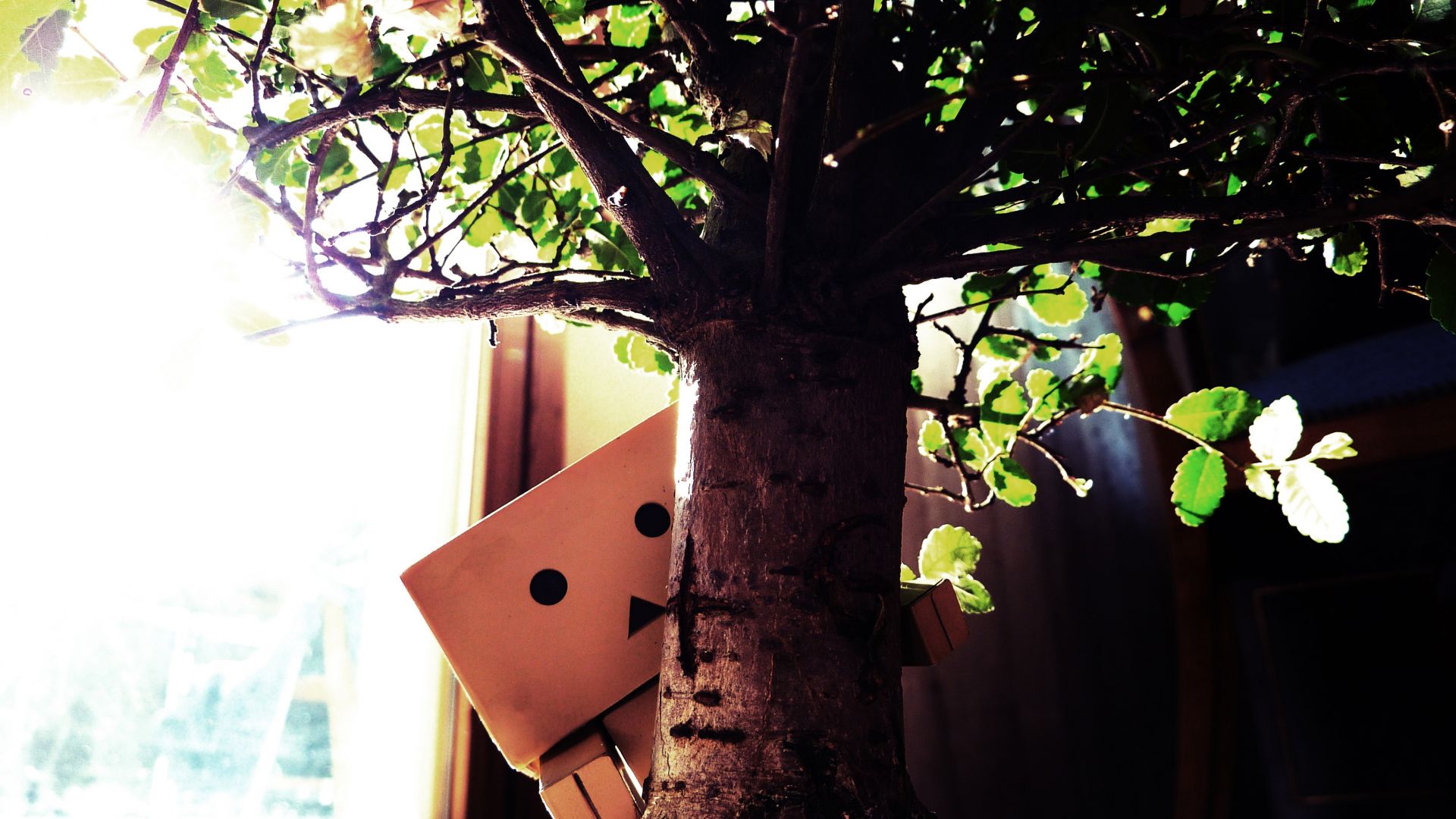Wallpaper Danbo amazon paper box behind tree